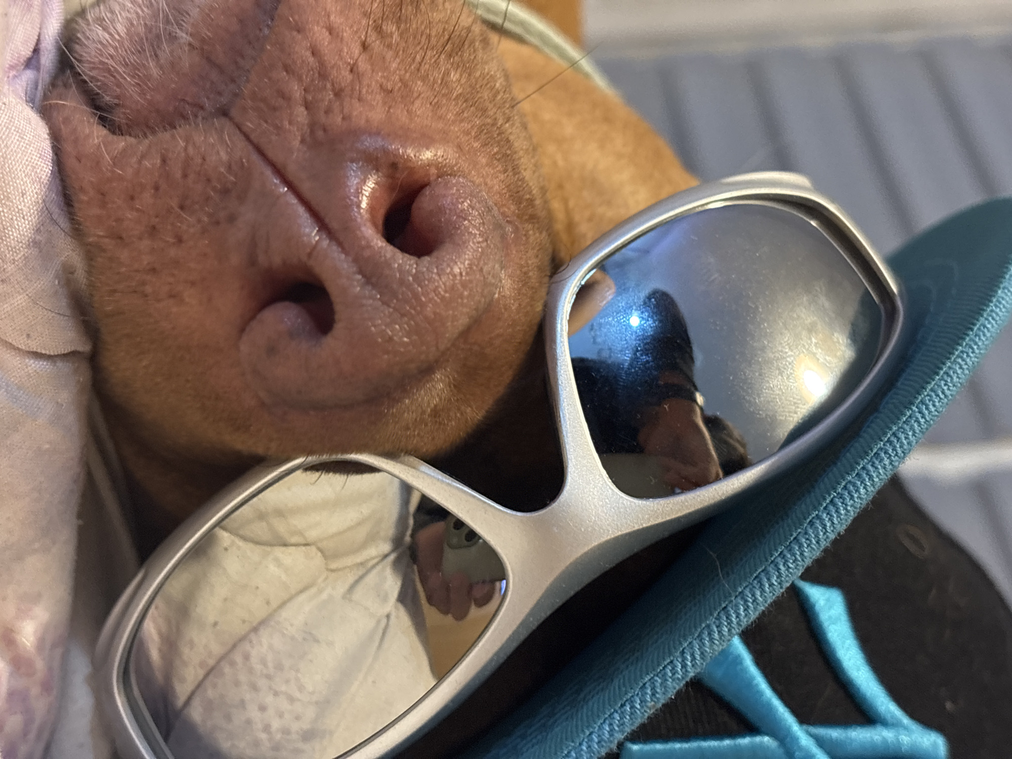 A close-up, low-angle shot captures the snout of a brown dog wearing mirrored sunglasses, creating a humorous and intimate scene. The dog's pink, textured nose and nostrils are prominently featured in the upper left quadrant of the image, with short brown fur covering its face.
A pair of silver-framed, highly reflective mirrored sunglasses rests on the dog's face, partially obscuring its eyes. The reflections in the lenses are significant. In the left lens, a distorted but clear reflection shows a person's hand holding a white smartphone, indicating the photographer capturing the image. This person appears to be wearing a light-colored, possibly white, long-sleeved garment. The right lens reflects another part of the indoor environment, possibly a ceiling or wall, along with a darker form that could be the person's upper body.
To the left of the dog's face, a soft, light-colored fabric, possibly a blanket or cushion, is visible. On the right side, a textured blue fabric, resembling a strap or part of an item like a shoe or bag, adds a splash of color against the darker background.
The image conveys a playful and relaxed atmosphere, suggesting a pet-owner interaction. There is no visible text. The setting is indoors, with ambient lighting suggesting it is daytime. The scene takes place in Sofia, Bulgaria.