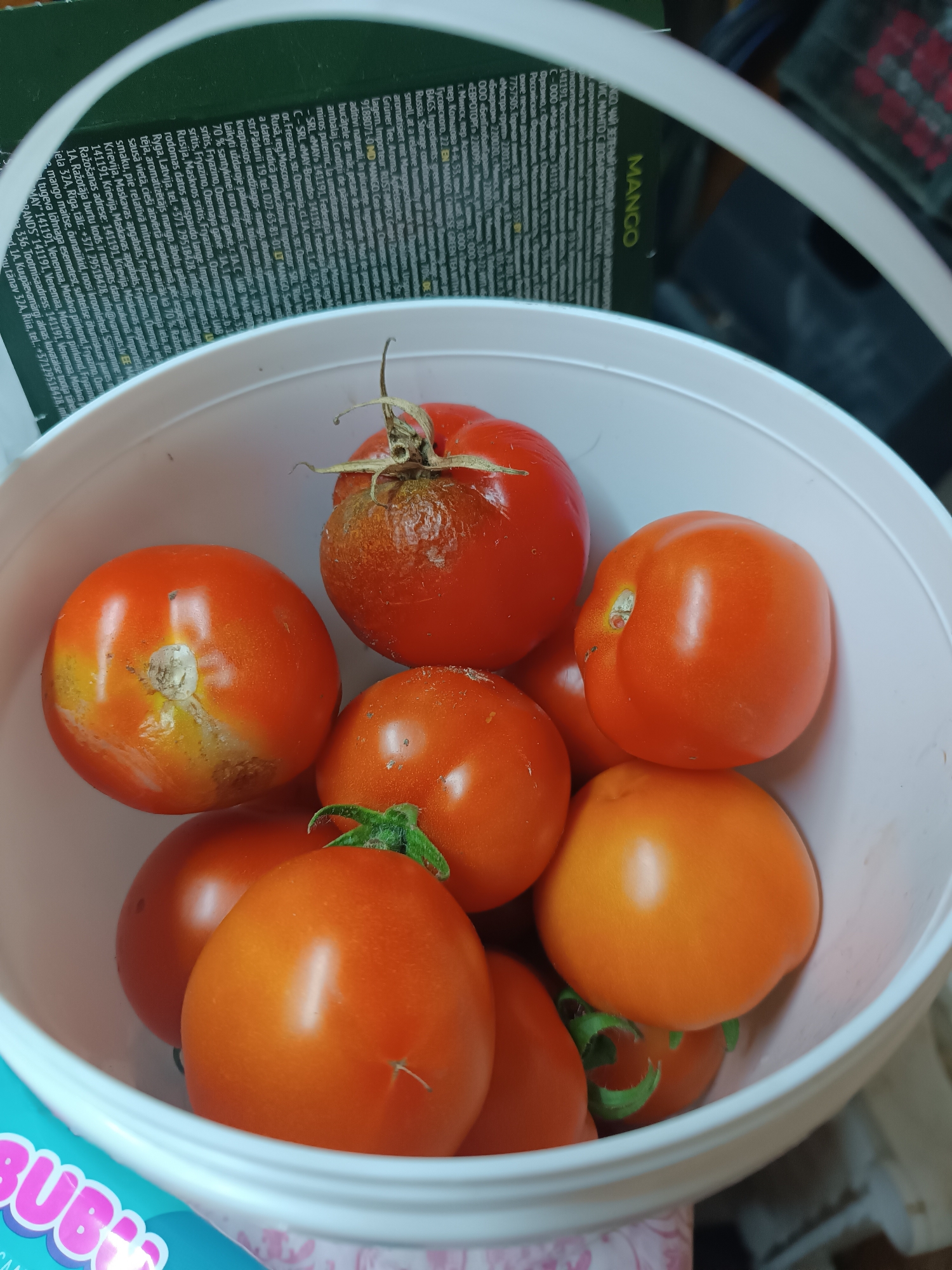 A white plastic bucket contains a harvest of ripe tomatoes. The tomatoes are a mix of red and orange hues, with some showing slight blemishes or imperfections. The bucket is placed on a surface next to what appears to be a green package with text and a white handle, suggesting an indoor or semi-outdoor setting in Chaikovsky, Russia. The overall impression is one of fresh produce ready for use.
