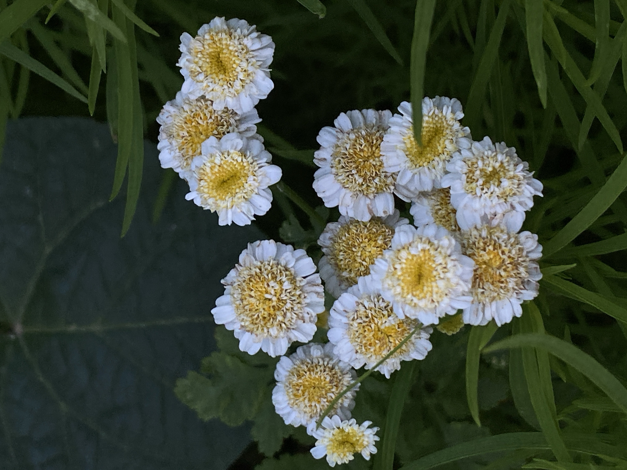 The image displays a cluster of small, white daisy-like flowers with yellow centers, set against a dark green, leafy background. The flowers are in various stages of bloom, with some fully open and others more tightly closed. The background features large, dark leaves and thin, blade-like green foliage, suggesting an outdoor garden setting. The lighting appears natural, casting soft shadows and highlighting the textures of the petals and leaves. The scene evokes a sense of natural beauty and tranquility. There is no indication of the city of Cairaclia, Moldova, within the image itself, therefore this detail cannot be included in the description.