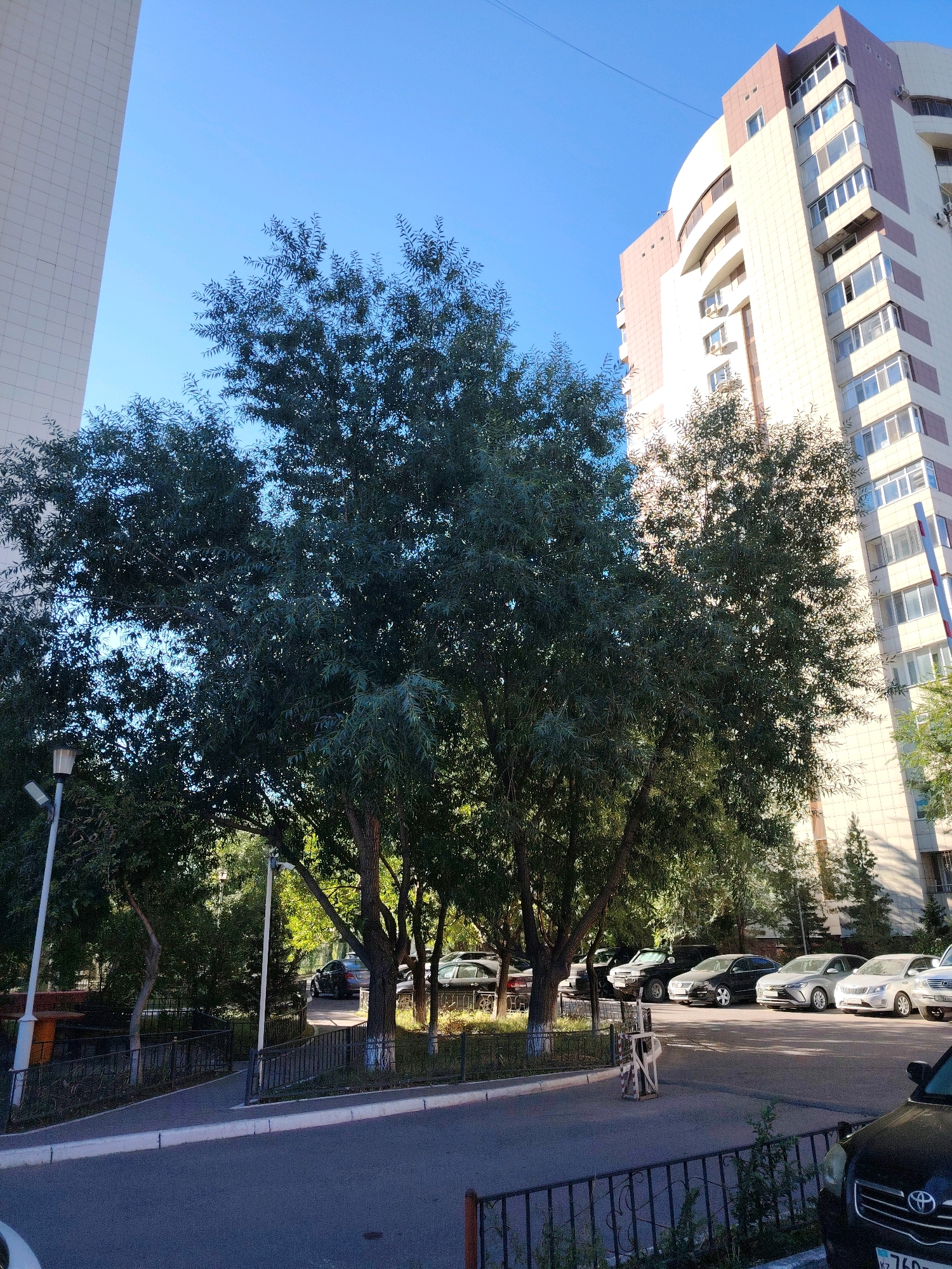 A low-angle, full outdoor shot captures a street scene in Astana, Kazakhstan, under a clear blue sky. In the foreground, a dark-colored car is parked on the right. The middle ground features a paved road leading to a parking lot filled with several cars, including a silver sedan, a light-colored sedan, and a black SUV. A black metal fence borders the parking area. Several large trees with dense green foliage are situated between the road and the parking lot, casting shadows. To the left of the trees, a tall, modern white building with a grid pattern stands prominently. In the background, a tall, multi-story apartment building with a curved facade and beige and burgundy accents rises into the sky. The building has numerous windows and air conditioning units. A streetlamp is visible near the left edge of the frame. The scene appears to be a typical urban residential area.