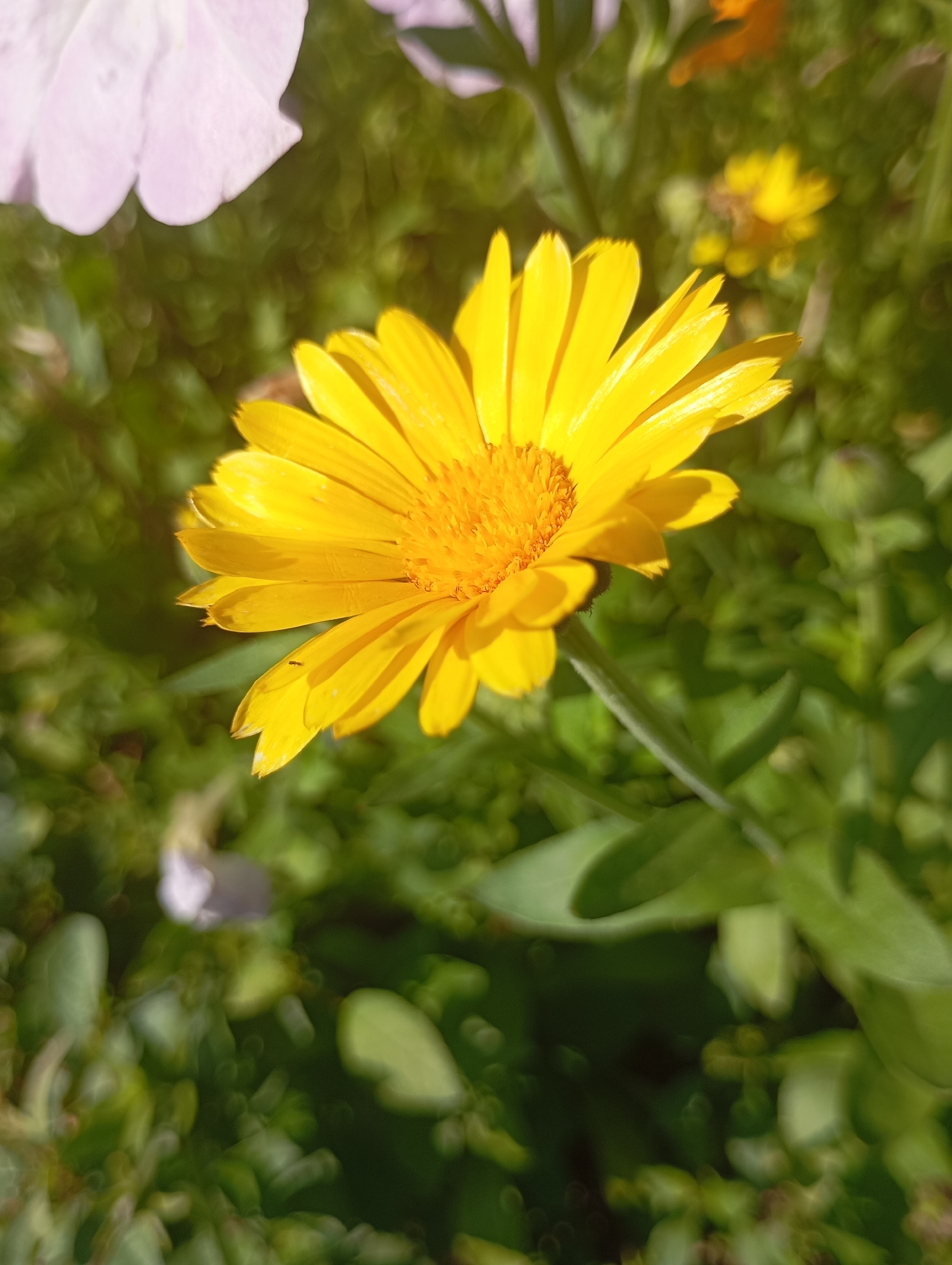 The image shows a close-up of a bright yellow calendula flower in bloom, with its petals unfurled and its central disk clearly visible. The flower is positioned slightly to the left of the frame, with its stem angled diagonally downwards. In the background, out of focus, are hints of other flowers, including a pale pink or white petal in the upper left corner and other yellow blooms further back. The overall setting appears to be a garden with lush green foliage, suggesting an outdoor environment. The lighting suggests it is daytime, with sunlight illuminating the flower and creating some shadows. There are no people or animals visible in the frame, and no specific details point to the location being in Фоки, Russia.