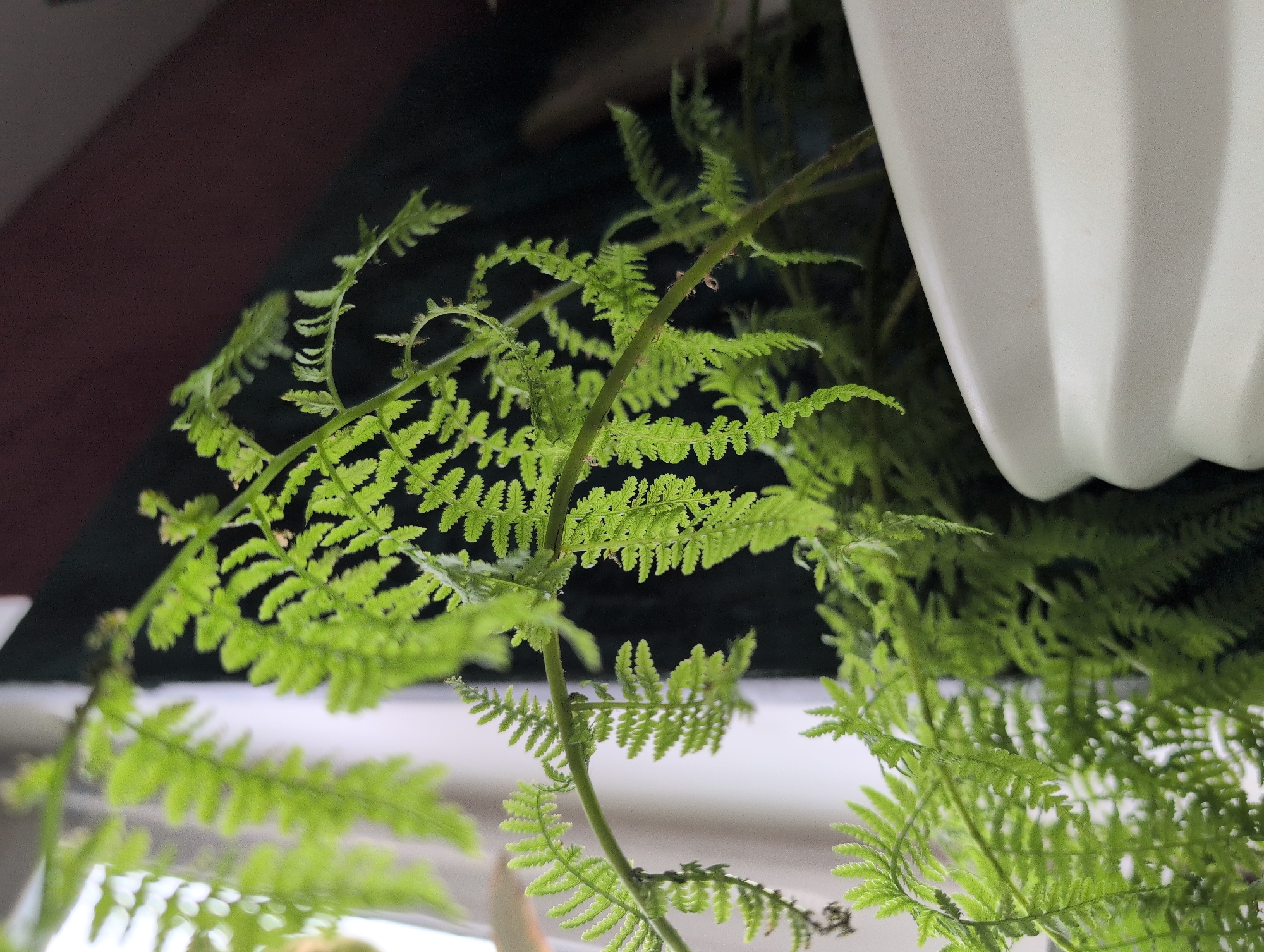 This media file shows a close-up of a vibrant green fern plant, with its delicate fronds filling the frame. The fern is likely indoors, as evidenced by the presence of a white, ribbed planter partially visible in the upper right corner. The background is dark and somewhat out of focus, suggesting it's a dimly lit area, possibly a room or a covered space. The lighting appears to be artificial or from a diffused natural source, creating soft highlights on the fern leaves and casting subtle shadows. There is no visible text in the image. The overall impression is one of lush, natural growth within a domestic or indoor environment. The setting does not provide specific cues for time of day or weather, but the healthy appearance of the plant suggests a well-maintained indoor environment. The location context of Saint Petersburg, Russia, does not offer any specific visual information within the image itself.