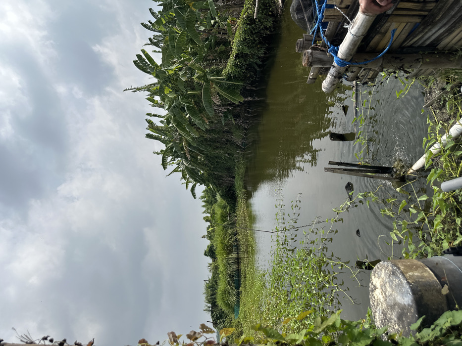 A narrow, murky body of water reflects an overcast sky. Dense vegetation, including banana trees, lines one bank, while the opposite side has grassy growth. A makeshift bamboo structure with blue rope stands in the right corner. Additional foliage and a plastic pipe are visible near the water's edge, giving a sense of a small, overgrown canal.