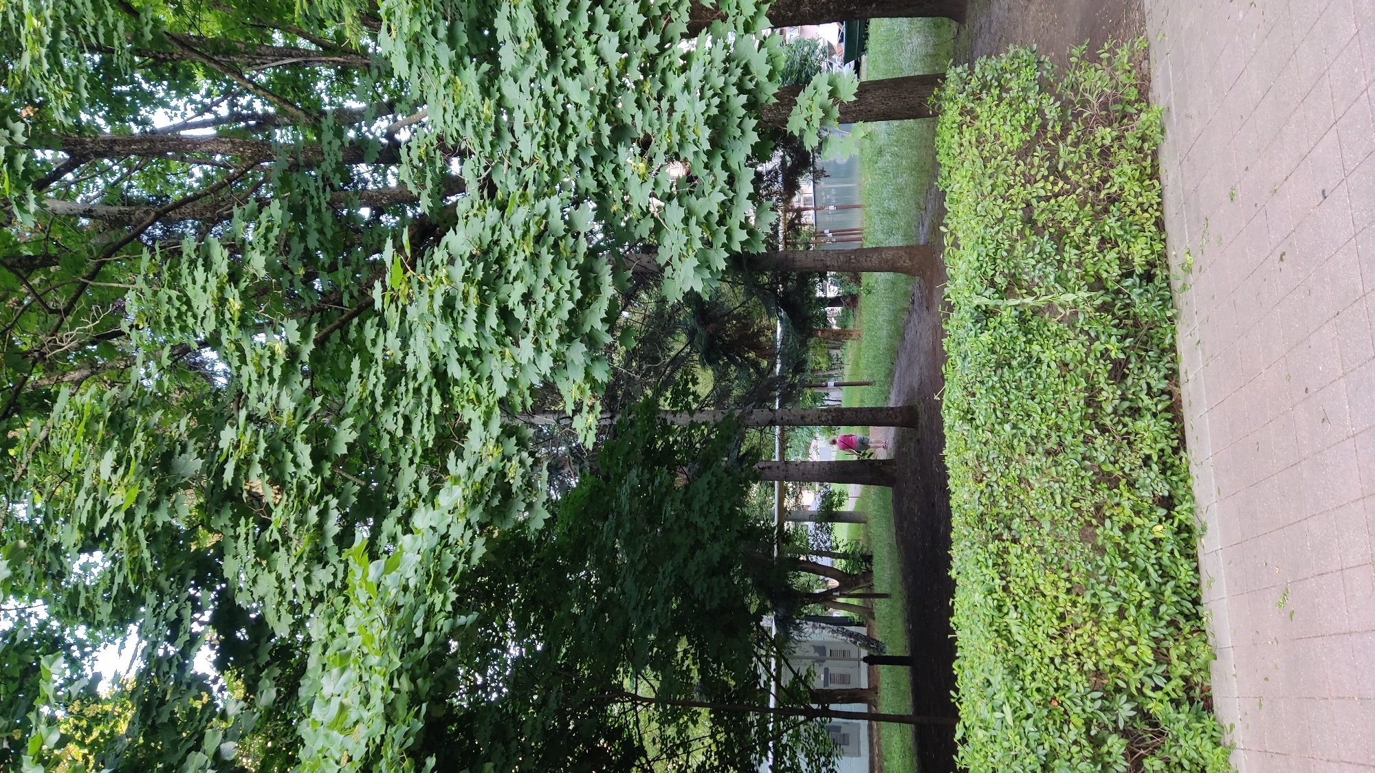 The image depicts a park-like setting in Krasnodar, Russia, featuring a paved walkway in the foreground with a neatly trimmed green hedge. Beyond the hedge, a dirt path winds through an area with several mature trees, their dense green foliage forming a canopy. In the middle ground, a person wearing a bright pink shirt and shorts walks away from the camera on the dirt path. In the background, there are some low-rise buildings and more trees, indicating an urban park or a residential area with green spaces. The lighting suggests it is daytime, possibly late afternoon or early evening.