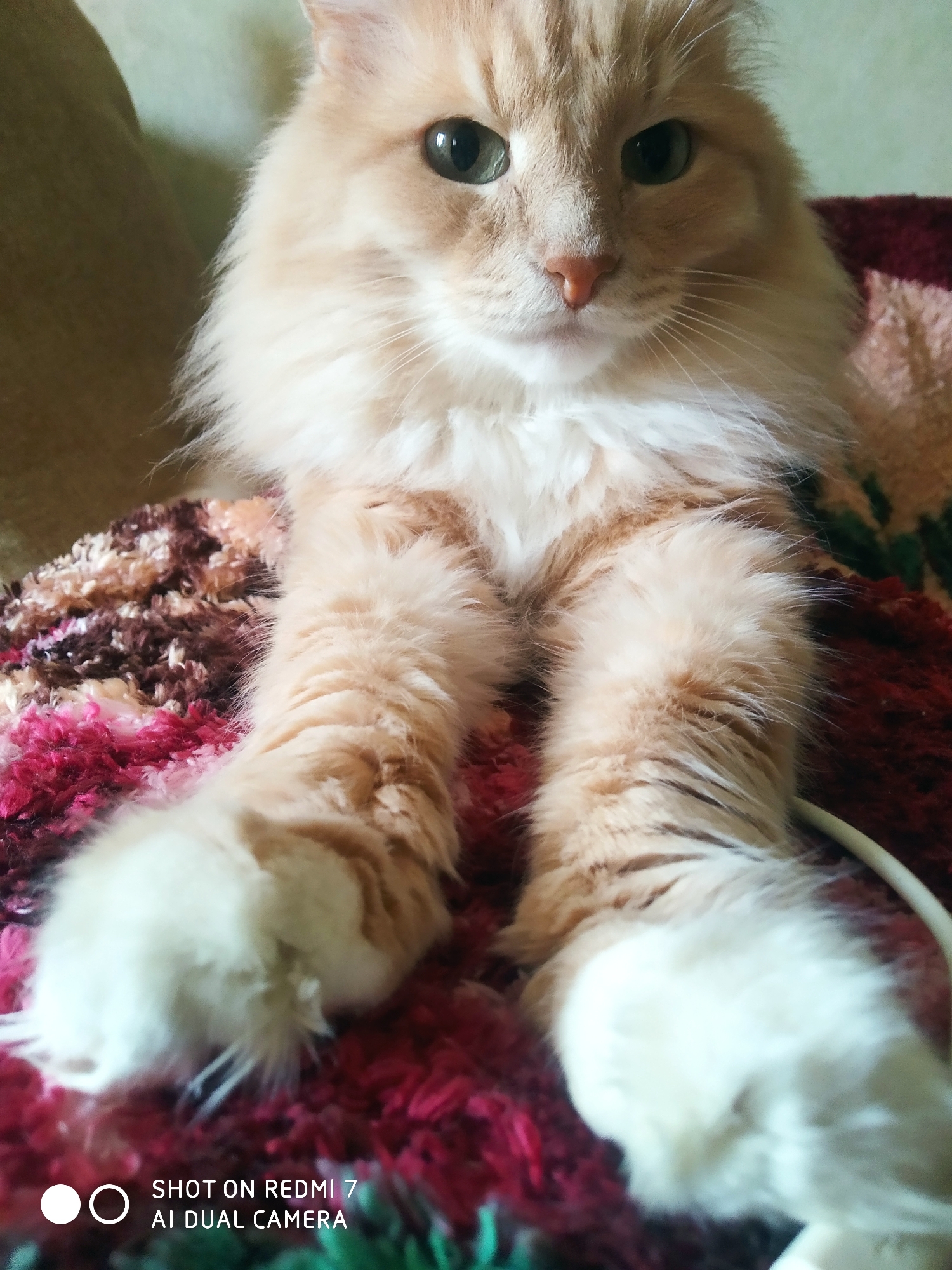 A light orange, long-haired cat is sitting on a red and brown patterned blanket. The cat is facing the camera, with its front paws extended towards the bottom of the frame. The cat has white paws and green eyes. The bottom of the image includes a white watermark that reads "SHOT ON REDMI 7 AI DUAL CAMERA." The location is in a residential setting. The specific city is unknown, despite the request.
