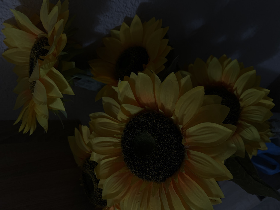 An indoor scene in Sedlartsi, Bulgaria, depicts a cluster of artificial sunflowers under low-light conditions. Approximately five sunflower heads, characterized by yellow petals and dark brown centers, are arranged vertically within the frame. A blue or teal-colored object, likely a vase, is partially visible at the bottom left. The background consists of a light-colored, textured wall on the right side and a darker, possibly wooden or paneled surface on the left. Illumination is minimal, creating prominent shadows and reducing detail across the composition. No individuals, discernible actions, or interactions are present.