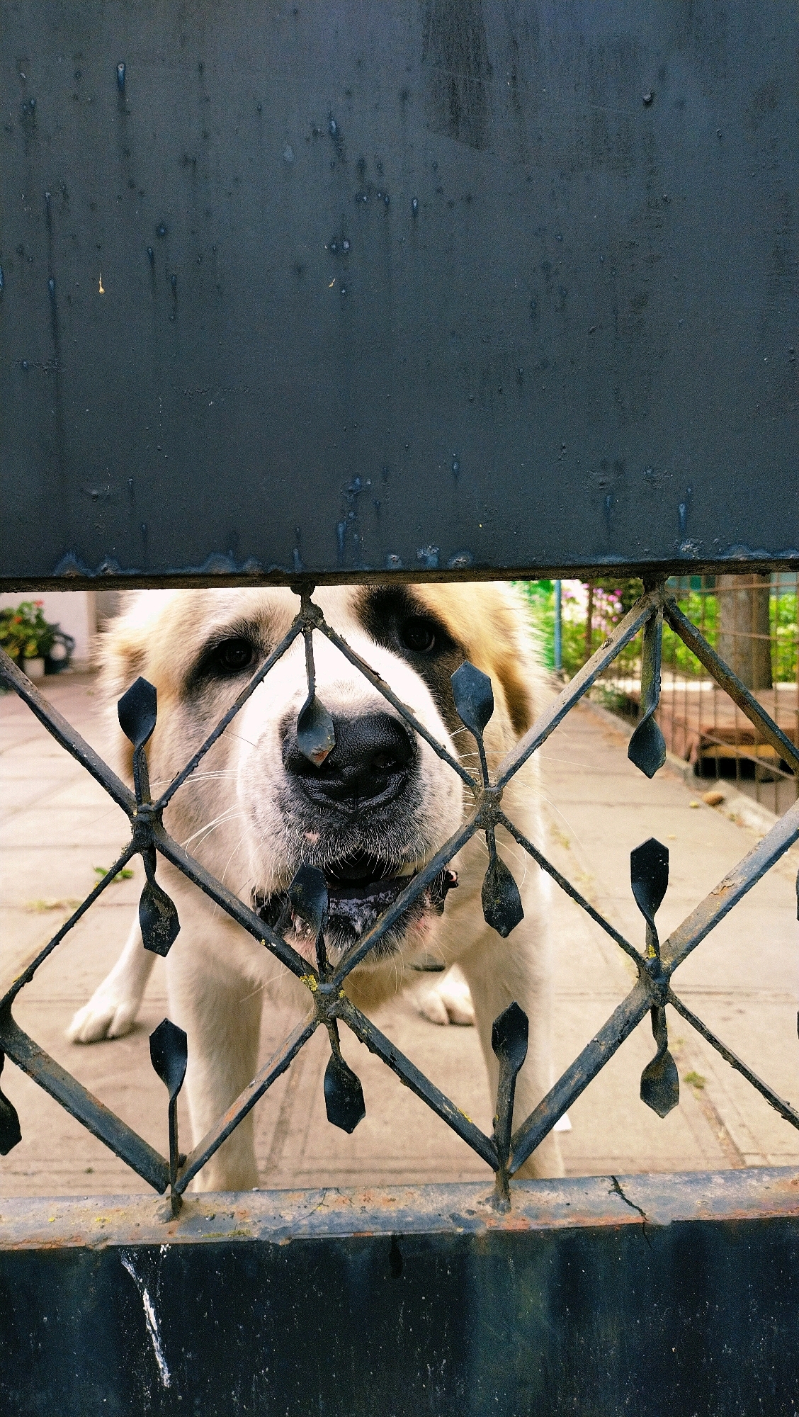 A large, light-colored dog with dark markings around its eyes and ears peers through a black metal gate, its nose and snout prominent. The dog's mouth is slightly open, revealing teeth and a dark tongue. The gate has a diamond-shaped pattern with decorative elements. The background shows a paved area with some greenery and out-of-focus structures. The image appears to be taken outdoors, possibly in a residential area or yard. The lighting suggests it is daytime.