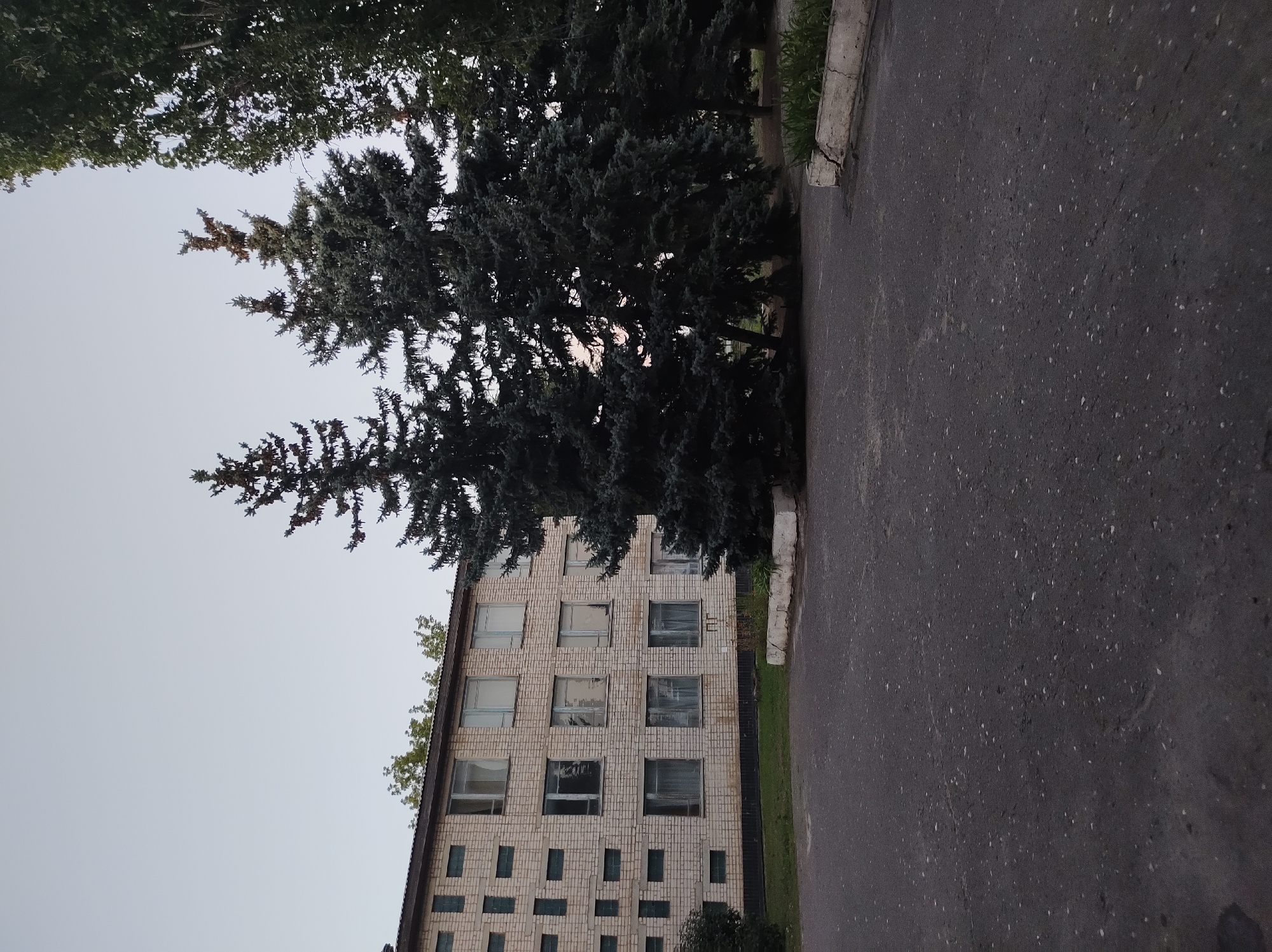 A wide, eye-level, outdoor, daylight shot shows a multi-story brick building and several tall evergreen trees in Mikhaylovka, Russia. The building is light-colored with a darker roofline and features rows of square windows with light-colored frames. Some of the windows have sheer curtains visible. The trees, appearing to be spruce, are densely needled and cast shadows on the asphalt ground in the foreground. The sky is overcast and pale. The ground is paved with dark asphalt, which is speckled with lighter-colored debris. There are also some low-lying bushes and a concrete planter box visible. The scene appears to be a residential area or an institutional setting.