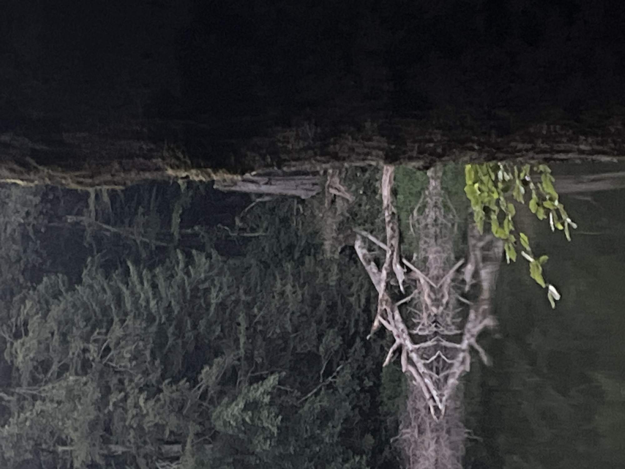 The image depicts a natural scene of a forest with a body of water in the foreground. On the left side of the image, dense evergreen trees form the backdrop of a tranquil forest. In the middle ground, a tangle of dead branches and logs lies partially submerged in the dark water. The branches are stark white against the dark water and green foliage, suggesting they have been there for some time. On the right side of the image, a large, dark tree trunk is prominently featured, its rough bark textured and partially covered in moss. The trunk is so close to the camera that it fills a significant portion of the right frame, creating a sense of depth and immersion into the forest environment. A few bright green leaves are visible in the lower right quadrant, adding a touch of vibrant color to the otherwise muted palette. The water reflects the surrounding trees and branches, creating a blurred, almost ethereal impression. The overall atmosphere is one of peaceful, undisturbed nature, with hints of decay and regeneration evident in the fallen branches and lush greenery. The location in Sjerogošte, Montenegro, suggests a mountainous or hilly terrain, common for such dense forests.