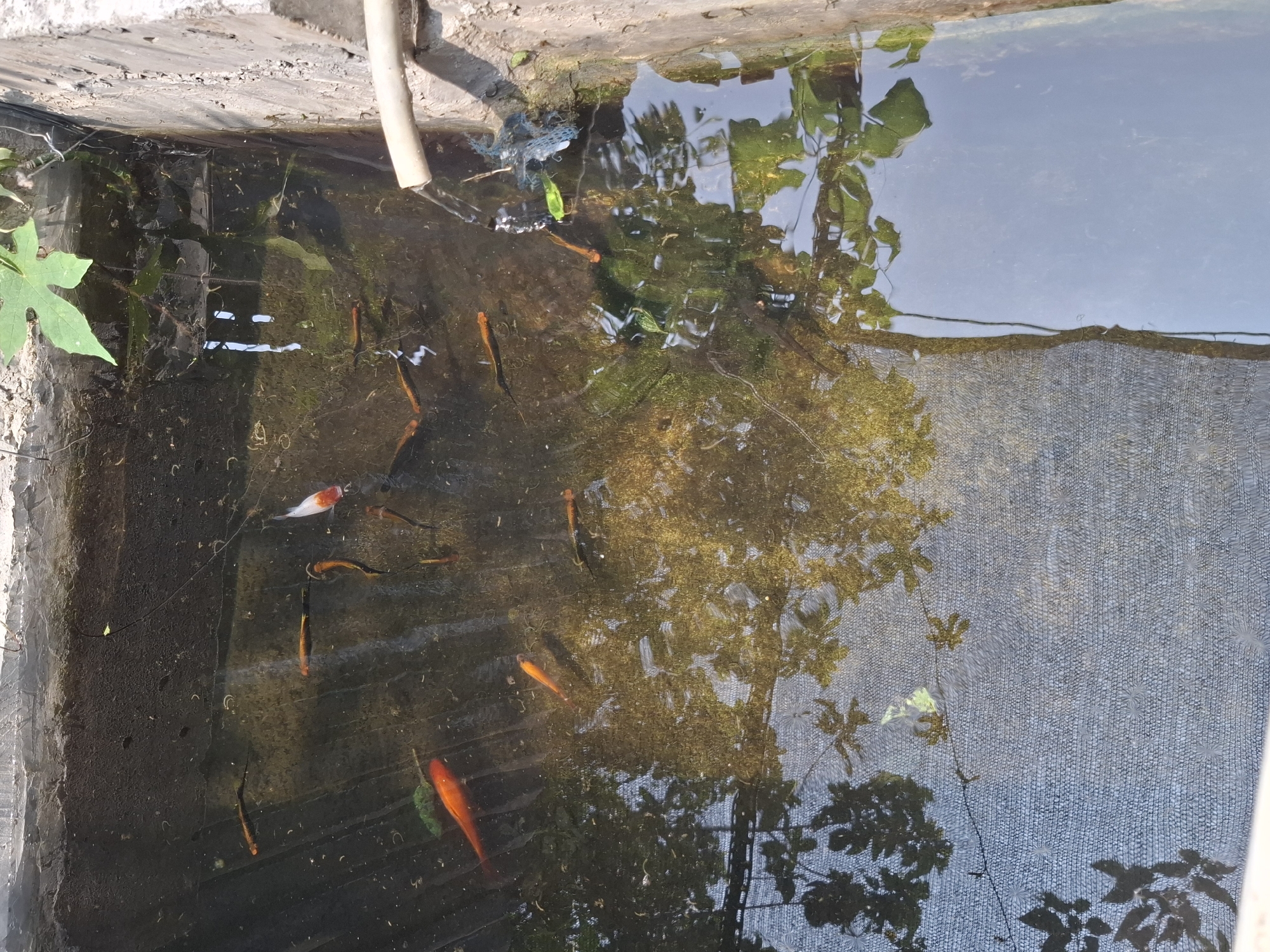 A rectangular concrete water tank is filled with murky water, containing several small fish. The tank is partially covered by a black mesh material and surrounded by concrete edges. Vegetation, including a large green leaf, is visible growing above and around the tank. A white pipe is discharging water into the tank from the right side. The water reflects the surrounding environment, including trees and the sky, creating an impression of depth. The scene is located in Pamuruyan, Indonesia.