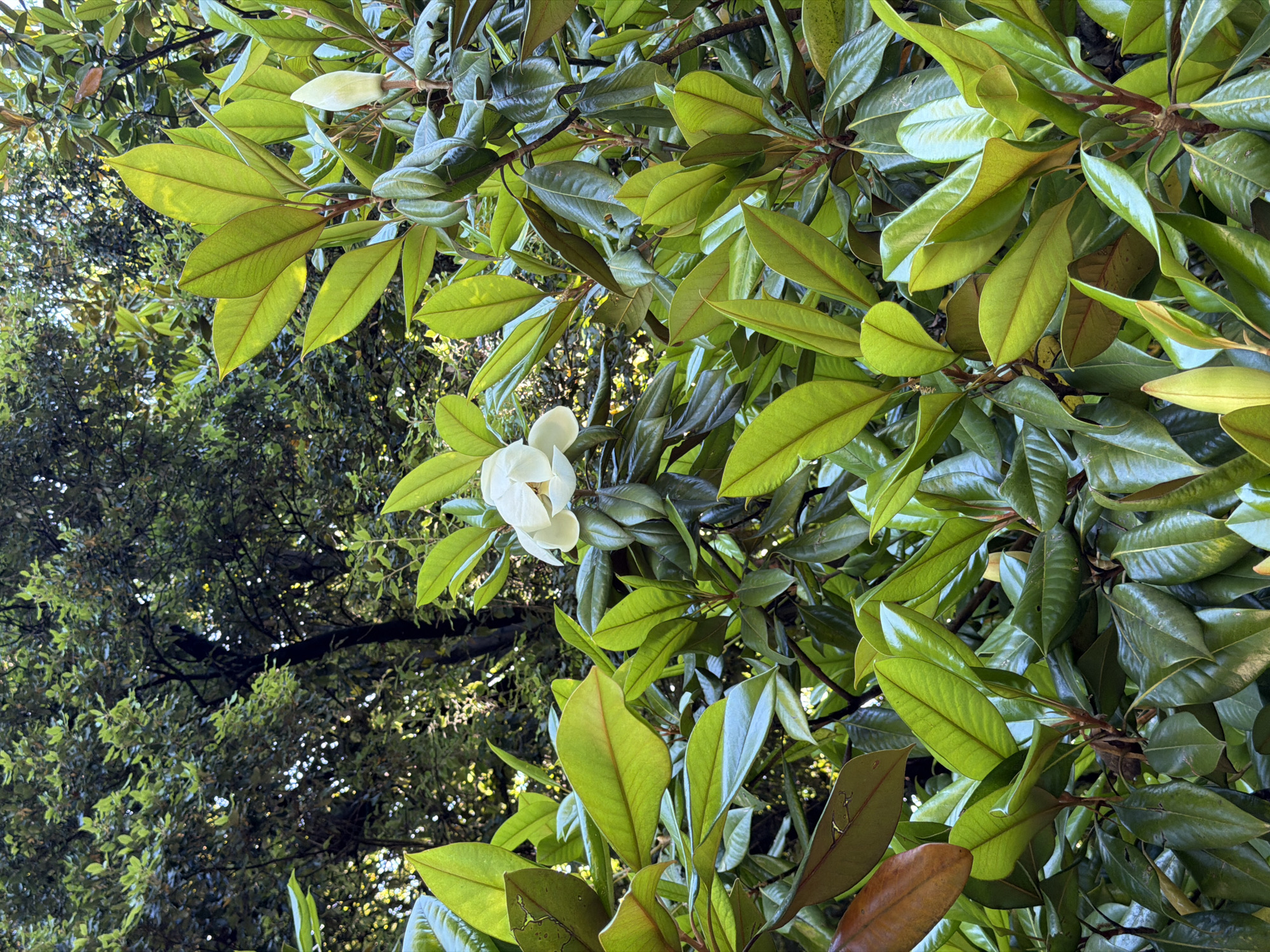 This is a medium-shot, outdoor photograph of a magnolia tree in Sirius, Russia. The image is dominated by the glossy, deep green leaves of the tree, with several in brighter shades of lime green catching the sunlight. In the center of the frame, a large, white magnolia flower is in full bloom, its petals slightly unfurled. To the right of the flower, a white magnolia bud is visible, still enclosed in its protective sepals. The background is a blur of darker green foliage and tree trunks, suggesting a dense canopy. The lighting is dappled, with sunlight filtering through the leaves, creating highlights and shadows. There are no people or animals present in the scene.