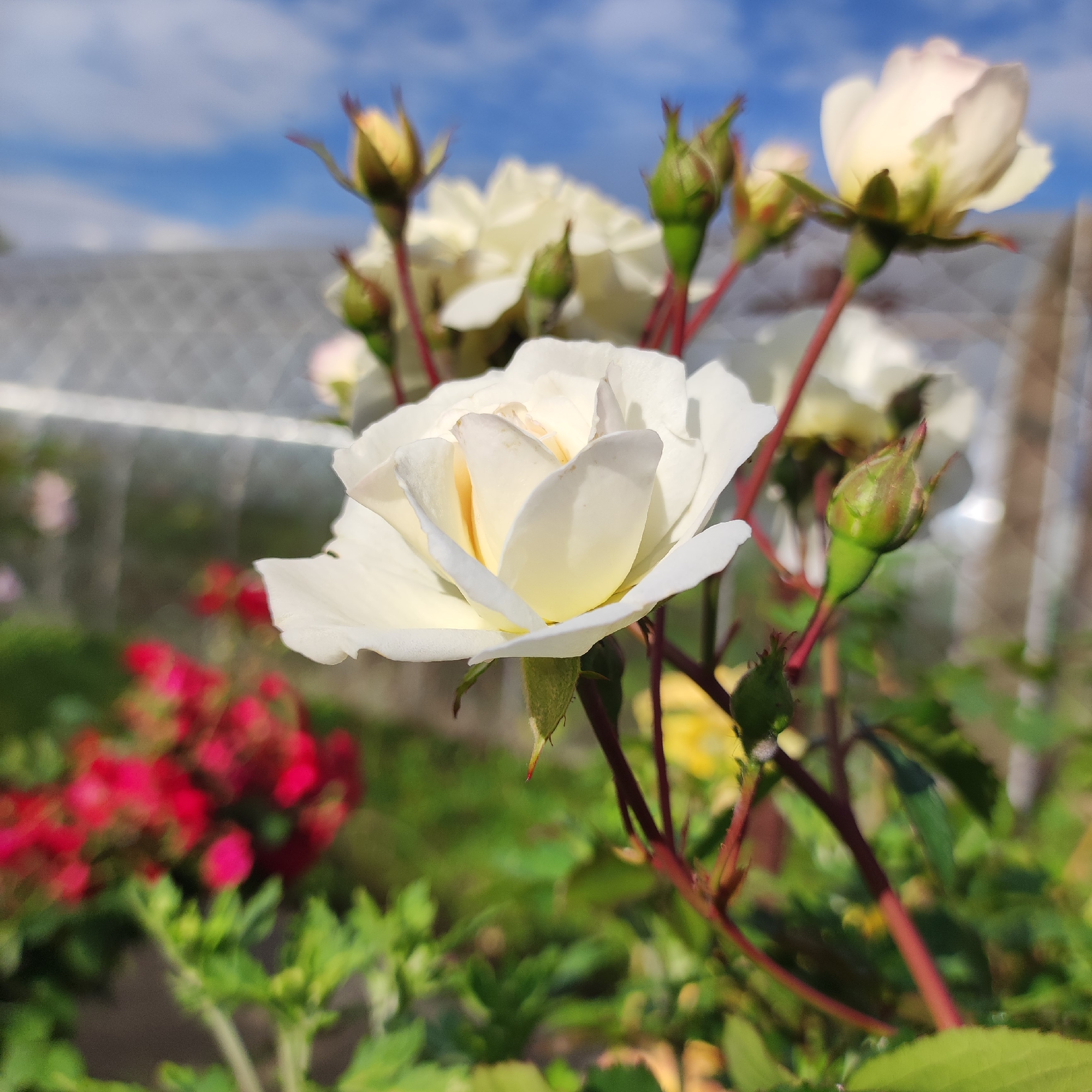 In Navoloki, Russia, a close-up, slightly angled shot captures a cluster of white roses in soft focus under a blue sky with scattered white clouds. The main subject is a fully bloomed white rose, its petals unfurling to reveal a pale yellow center. Several rosebuds, ranging in color from green to tinged with red, are visible around the bloom. The rose stems are a dark reddish-brown, with some bearing small thorns. In the background, out of focus, are blurred red flowers, lush green foliage, and the hazy outline of a greenhouse or similar structure with a diamond-patterned covering. The lighting suggests it is daytime, with natural light illuminating the flowers.