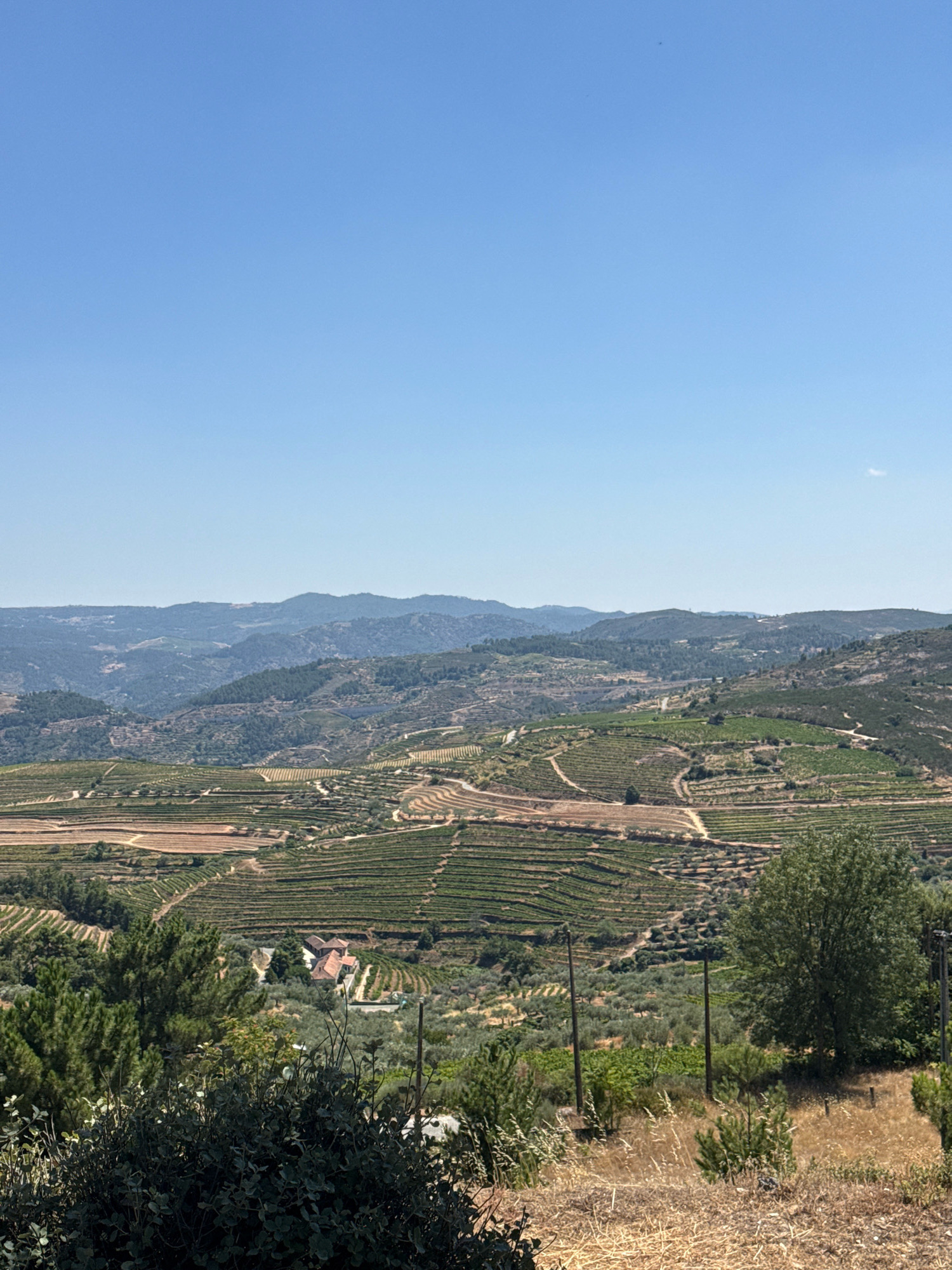 This image captures a panoramic view of a terraced landscape in the Douro Valley, near the city of Alijó, Portugal. The scene is dominated by rolling hills covered in vineyards, meticulously carved into the slopes to maximize sunlight and prevent erosion. The terraces, a testament to centuries of agricultural practice, are arranged in a repeating pattern of rows, some with green foliage and others appearing to be tilled earth.
In the middle ground, a cluster of red-roofed buildings, likely farmhouses or a small estate, is nestled amongst the vineyards and olive trees. The olive trees, with their characteristic gnarled trunks and silvery-green leaves, are scattered throughout the landscape, adding to the rustic charm.
The foreground is occupied by dense green bushes and dry, straw-like grass, creating a natural border to the view. Several wooden utility poles are visible, suggesting the presence of electricity or communication lines, and a few scattered trees dot the scene. The sky above is a clear, vibrant blue, indicative of a sunny day. The overall impression is one of a picturesque rural landscape, showcasing the agricultural heritage and natural beauty of the Douro region.
