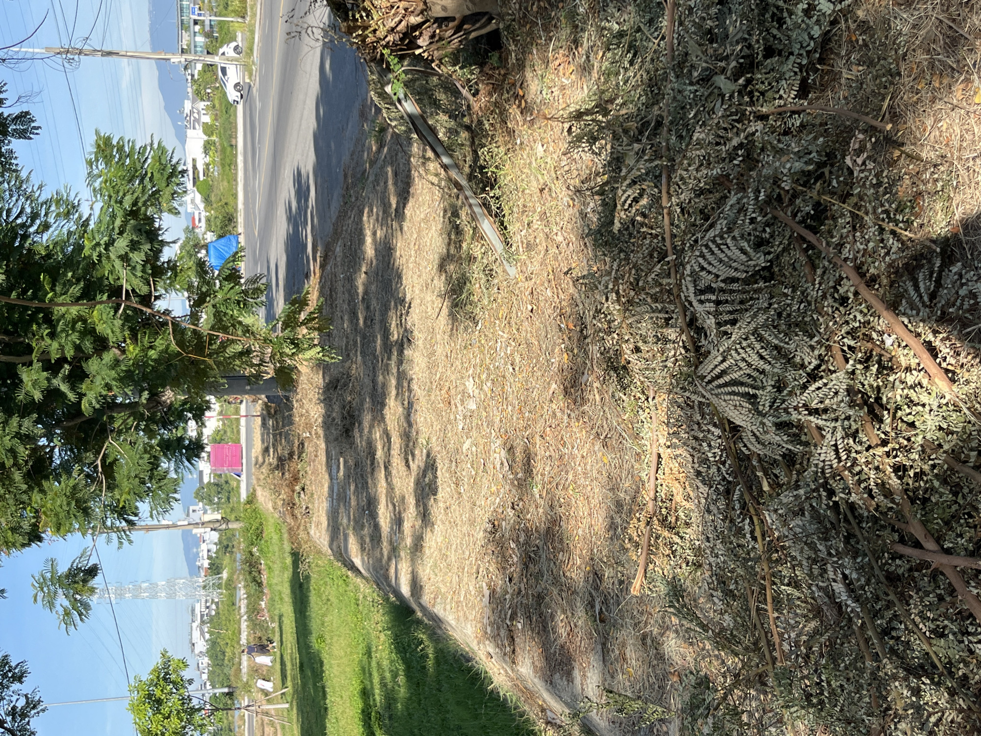 The image depicts a roadside area in Da Nang, Vietnam, featuring a section of a paved road with a white car driving on it. Adjacent to the road is a strip of dry grass and a pile of pruned branches and leaves, suggesting recent landscaping or cleanup activity. A concrete sidewalk runs along the edge of this grassy area, which transitions into a green lawn. In the background, a power line tower and several buildings are visible, indicating an urban or suburban setting. A bright pink shipping container and a blue tarp are also present in the distance, adding to the scene's varied elements. Sunlight casts shadows on the ground, highlighting the textures of the vegetation and pavement.