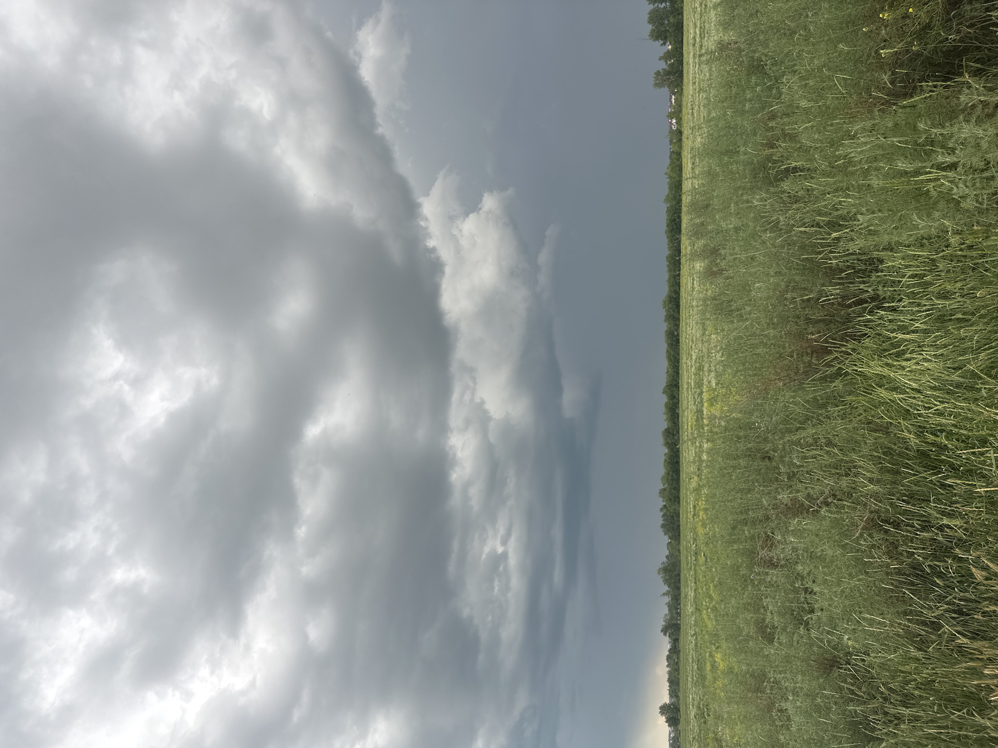The media file depicts an outdoor scene under a cloudy sky, likely on an overcast day. The primary subjects are a vast, green field, possibly agricultural, stretching across the right side of the frame and extending into the distance. The field is dense with vegetation, appearing to be crops with thin stalks and leaves, some with seed heads or small yellow flowers interspersed. A line of trees forms a dark border along the horizon at the edge of the field.
The left side of the image is dominated by a dramatic sky filled with large, gray, and white clouds. The clouds appear heavy and textured, suggesting the possibility of rain or a storm. The light is diffused, indicating it is not direct sunlight.
There are no visible people or objects in the frame, nor any text. The scene conveys a sense of natural landscape and potentially impending weather changes. The location context, Заречный ауылдық округі, Kazakhstan, suggests a rural or semi-rural setting. The time of day is not explicitly clear but the overcast conditions would likely place it sometime between morning and late afternoon. The overall mood is one of natural expanse under a dynamic sky.