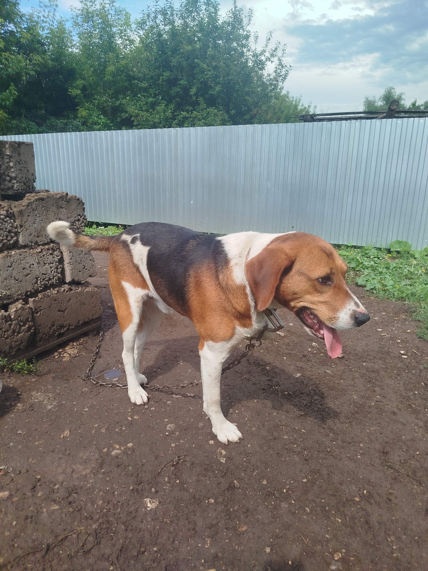 The image shows a medium-sized dog with brown, black, and white markings standing on a dirt ground. The dog is on a chain leash, and its tongue is sticking out. In the background, there is a silver corrugated metal fence, a stack of concrete blocks, and greenery. The sky is cloudy. The scene appears to be in a rural or semi-rural setting. The location in the city of Oktyabrsky, Russia is not evident from the image itself.