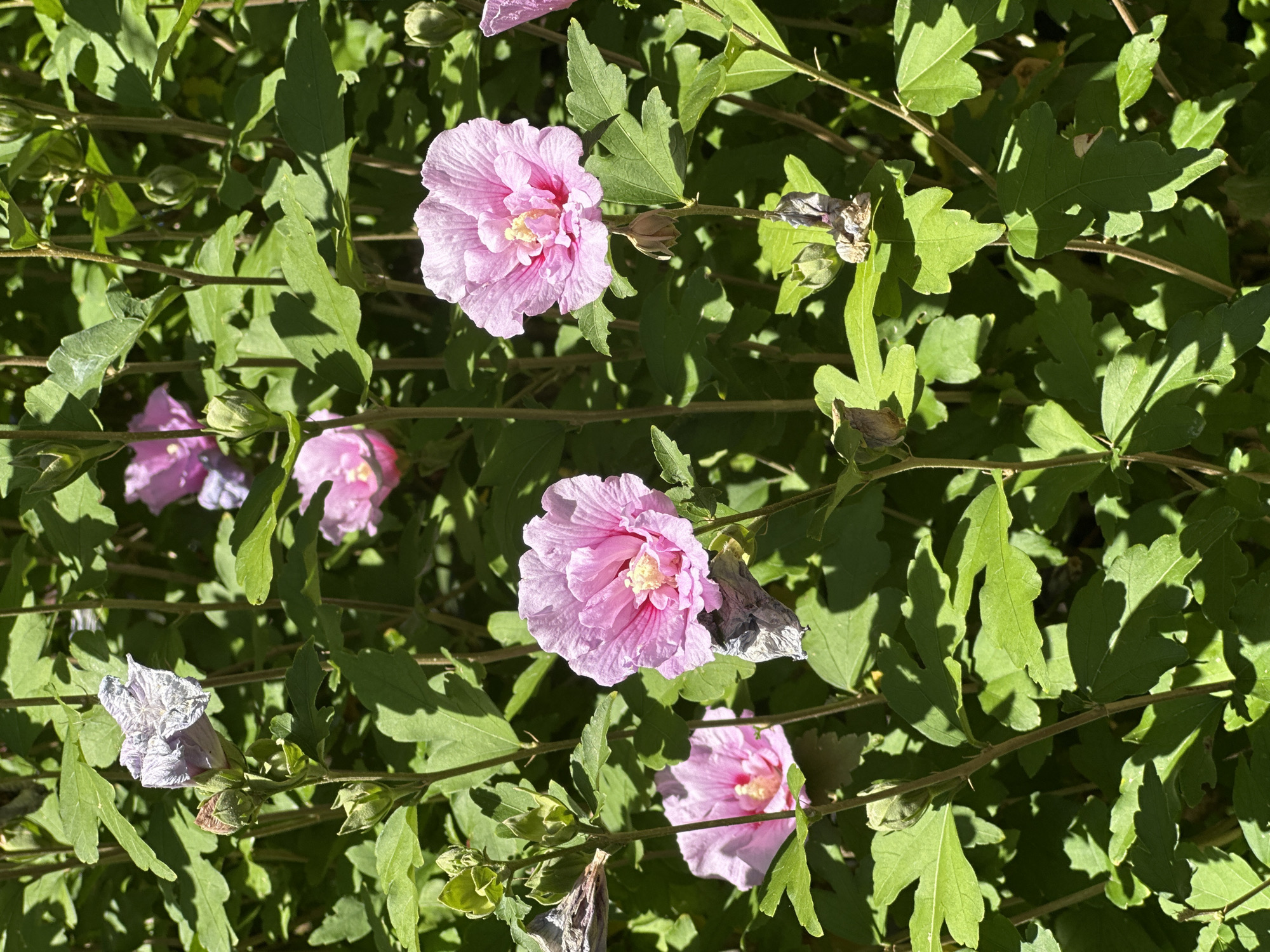 A close-up shot shows several pink hibiscus flowers in bloom. The flowers are in various stages of opening, with some fully bloomed and others still partially closed. They are surrounded by lush green leaves and some dry, withered petals from previous blooms. The lighting suggests a sunny day, casting shadows on the foliage. This image was taken in Krefeld, Germany.