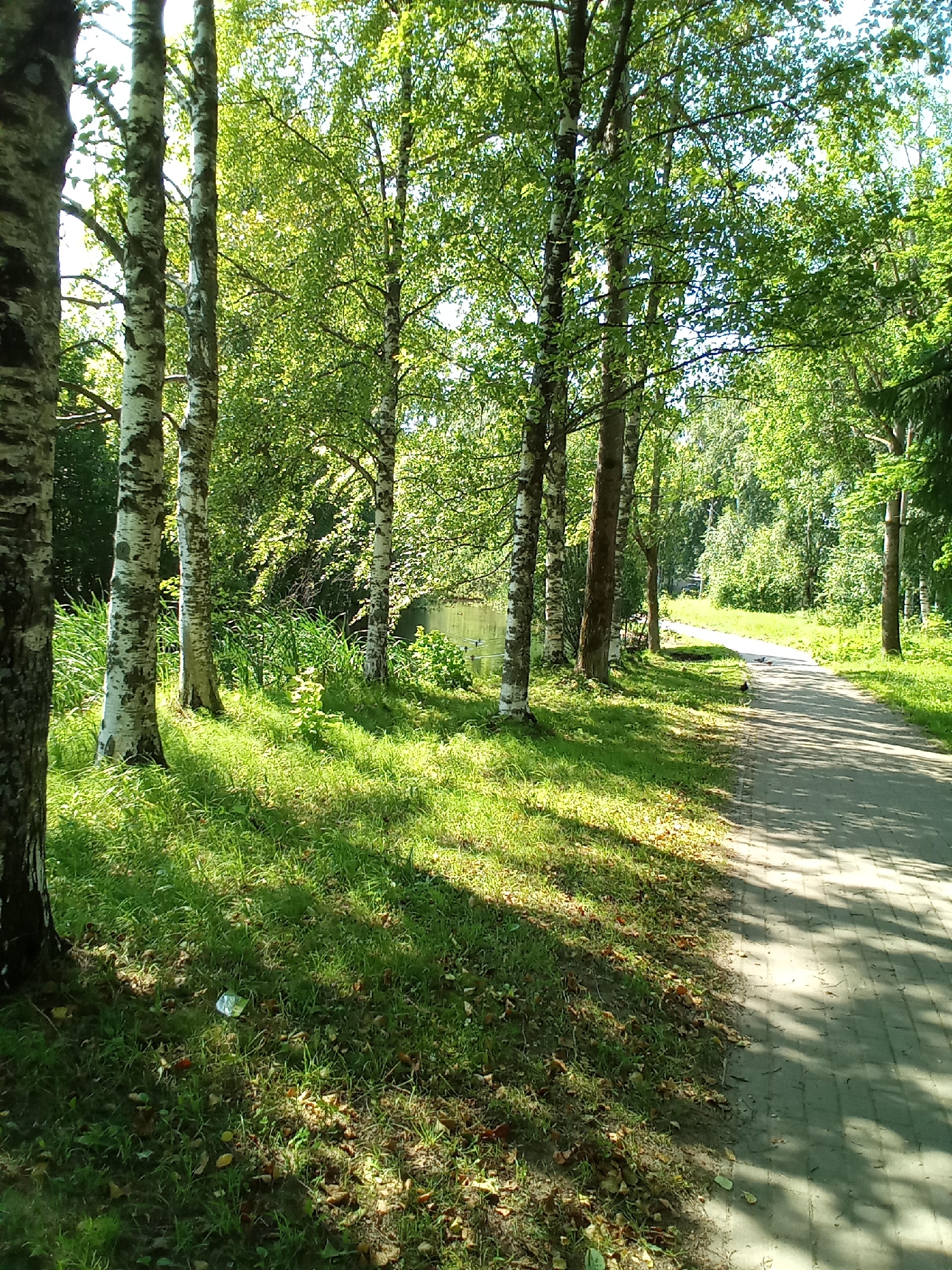 In the city of Belozersk, Russia, a paved pathway winds through a park-like setting. On the left side of the path, a row of birch trees with distinctive white and black bark stands tall, casting dappled shadows on the lush green grass below. Beyond the trees, a body of calm water is visible, with reeds growing along its edge. A few small birds are scattered on the path. The sun shines brightly, illuminating the scene and creating a vibrant, natural atmosphere. In the foreground, a piece of shiny litter lies on the grass near a tree trunk. The pathway appears to be well-maintained, suggesting it is a popular spot for recreation or relaxation.