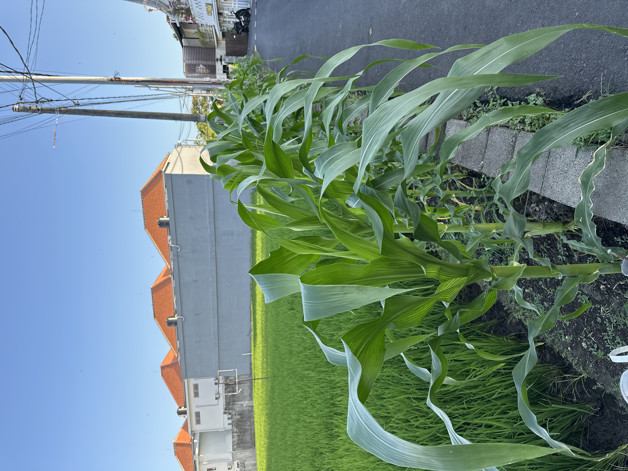 The image depicts a row of corn stalks growing along a paved road in an urban or suburban setting. To the left of the corn, a lush green field, likely rice paddies, is visible, bordered by a gray concrete wall and buildings with orange-tiled roofs. Power lines and poles are present in the background. The scene appears to be captured during daylight under a clear blue sky, with the sunlight casting shadows and illuminating the foliage. The corn stalks are young and healthy, with broad green leaves. The paved road shows some wear and tear, and a few small stones are visible along the edge of the cornfield. In the far distance on the right, a parked motorcycle is visible in front of a building. The overall impression is one of a rural or semi-rural agricultural area existing alongside developed infrastructure.