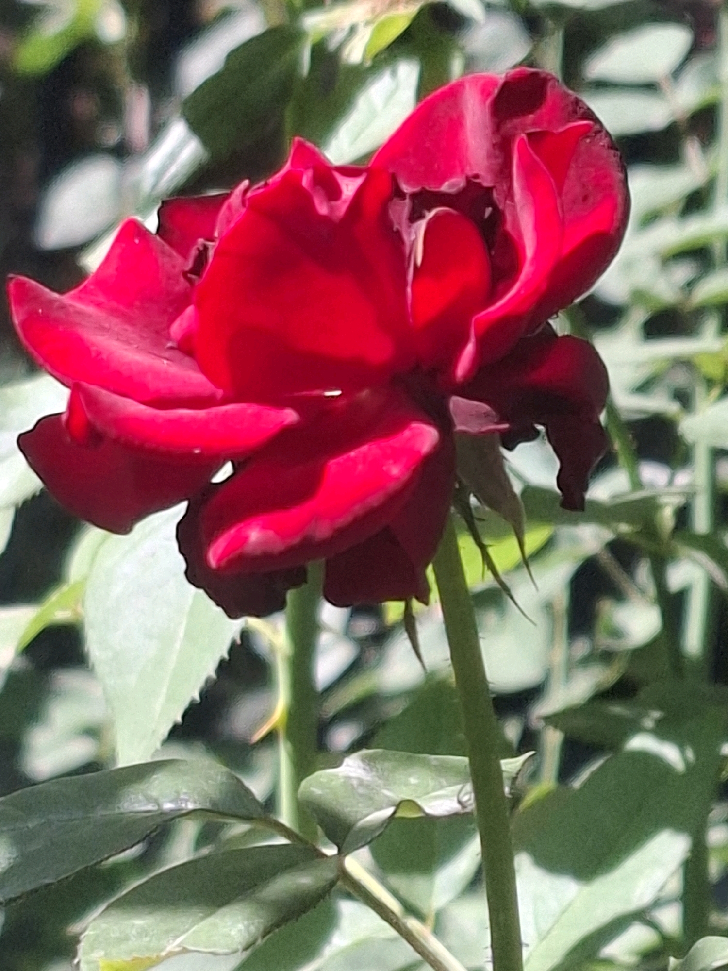A close-up, eye-level shot captures a vibrant red rose in bloom, its petals unfurling in a complex, layered pattern. The rose is the clear focal point, positioned slightly off-center to the right. Sunlight dapples through the foliage, casting bright highlights and deep shadows on the delicate crimson petals, giving them a velvety appearance. The background is a soft blur of greens and lighter tones, suggesting a garden or natural setting with other plants. The stem of the rose is visible, a sturdy green stalk reaching upwards, with a few smaller leaves and thorny protrusions adding texture. The overall impression is one of natural beauty and the rich colors of a blooming flower. The image does not provide any specific geographical markers to pinpoint its location within Almaty, Kazakhstan.