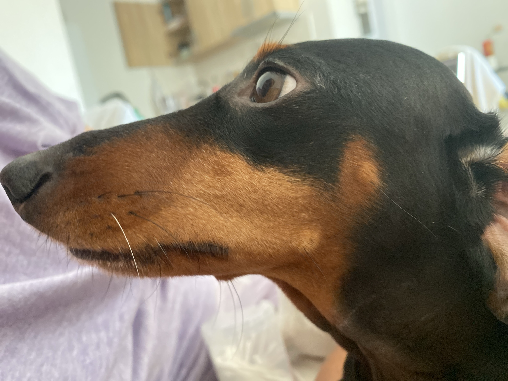 A close-up, side-profile shot focuses on the head of a black and tan Dachshund, positioned in the city of Šušanj, Montenegro. The dog's nose, dark and slightly damp, is visible on the left, with its prominent whiskers extending outwards. Its intelligent brown eye is wide open, gazing towards the right of the frame. The dog's fur is short and appears to be predominantly black on its head and back, transitioning to a rich tan on its muzzle and underneath its chin. A hint of a pink ear is visible on the far right. The dog is resting against a soft, light purple fabric, likely a blanket or cushion, which fills the left portion of the image. The background is softly blurred, suggesting an indoor environment. The lighting is soft and even, highlighting the textures of the dog's fur and the fabric.