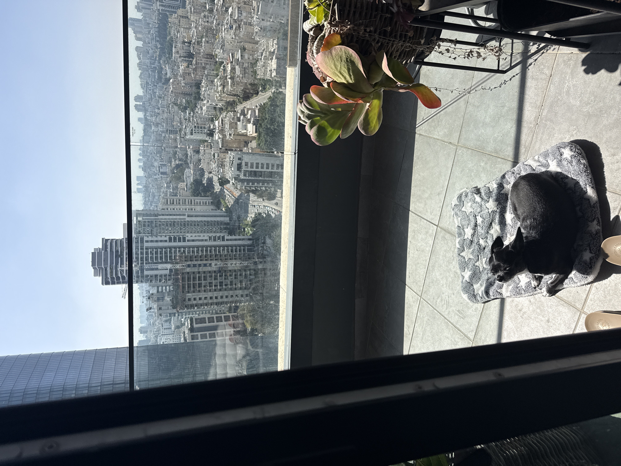 A balcony overlooks Tel Aviv, Israel. On the balcony, a Boston terrier sleeps on a star-patterned blanket, basking in the sun. A potted succulent sits near the edge, next to a metal shelving unit. Buildings fill the background. A partially open window frame is visible.