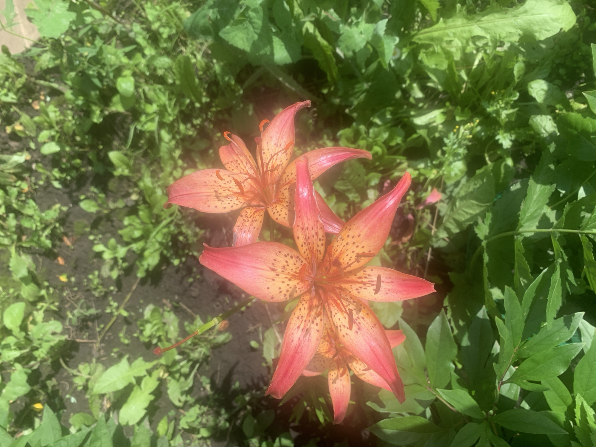This image shows a close-up of two blooming tiger lilies in a garden setting. The lilies are a vibrant pinkish-orange with darker speckles on their petals. They are surrounded by lush green foliage and dark soil. The lighting suggests it is daytime, with sunlight filtering through the leaves. The scene is outdoors in a natural environment, likely a backyard or a park. There are no people visible in the image. The location of Карманово, Russia is not evident from the visual information provided in the image.