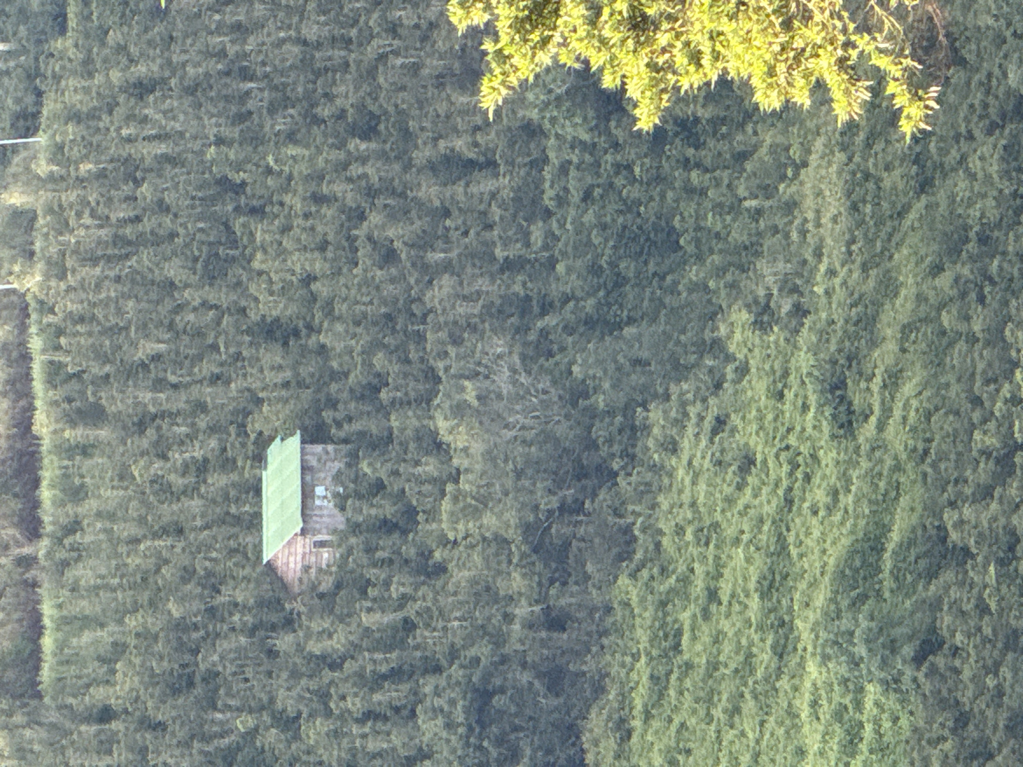 A small, weathered wooden cabin with a green metal roof is nestled amidst a dense, green forest. The cabin, which appears to be a single-story structure, has at least one visible window with a light-colored frame. The surrounding environment is dominated by lush vegetation, with trees and foliage extending as far as the eye can see. The terrain appears to be a hillside, with the cabin situated on a gentle slope. The image captures a remote and secluded setting, seemingly far from urban areas.