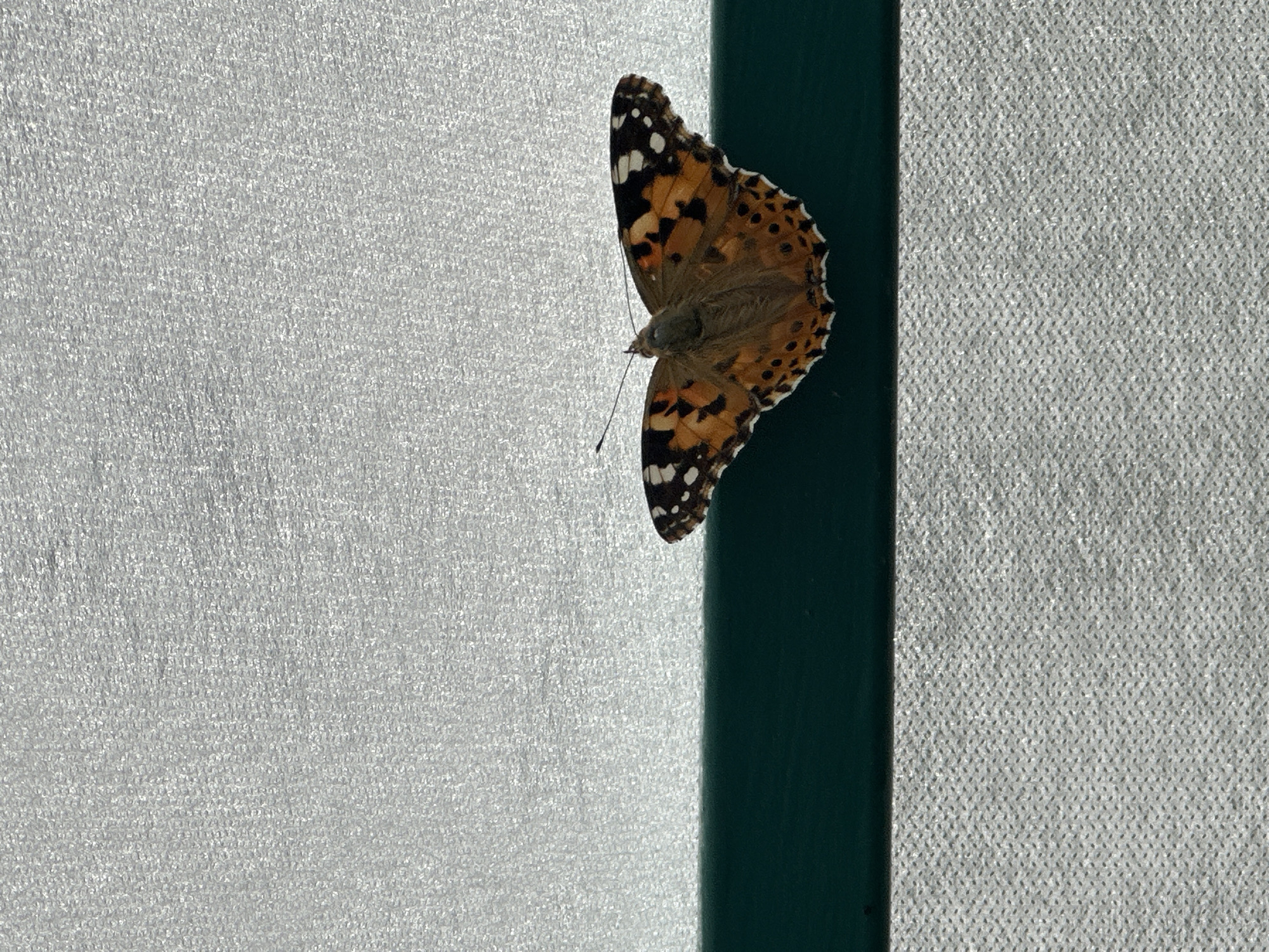 A butterfly is perched on a dark green, vertical pole. The butterfly's wings are patterned with orange, brown, black, and white spots. A white textured surface is located to the left and right of the pole. The location is not specified.