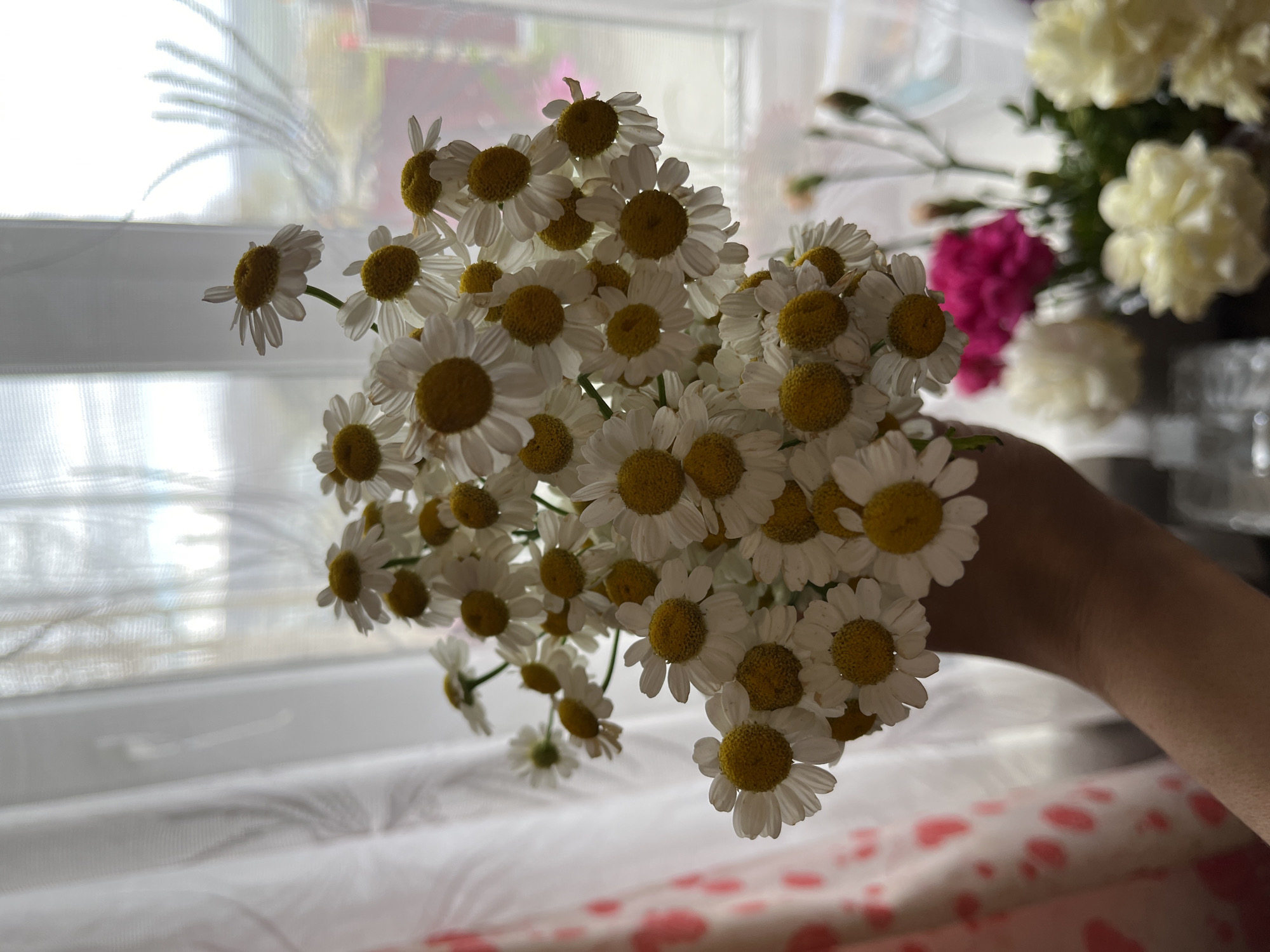 The image presents a close-up indoor scene, dominated by a human hand holding a large, fresh bouquet of small white and yellow daisy-like flowers, possibly chamomile or feverfew. The hand, with a light-brown complexion, enters the frame from the lower right, gently cupping the stems of the flowers. The numerous blooms, characterized by their bright white petals and distinct yellow centers, are arranged densely, creating a voluminous and cheerful cluster.
In the background, a large window is covered by translucent white blinds or sheer curtains, through which bright, diffused daylight filters into the room. This lighting creates a soft glow and suggests it is daytime. Beyond the primary bouquet and slightly out of focus, another floral arrangement featuring white/cream and vibrant pink/magenta flowers (possibly carnations) is visible, adding depth to the scene. The lower right corner reveals a light-colored surface, possibly a tablecloth or bedding, adorned with a charming pattern of scattered light pink or red hearts on a white background. A faint reflection or outline of a glass object, perhaps a vase, can also be discerned on the far right.
The overall impression is one of domestic comfort and freshness, perhaps a moment of receiving or appreciating flowers within a home setting in Petropavlovsk-Kamchatsky, Russia. No visible text is present in the media file.