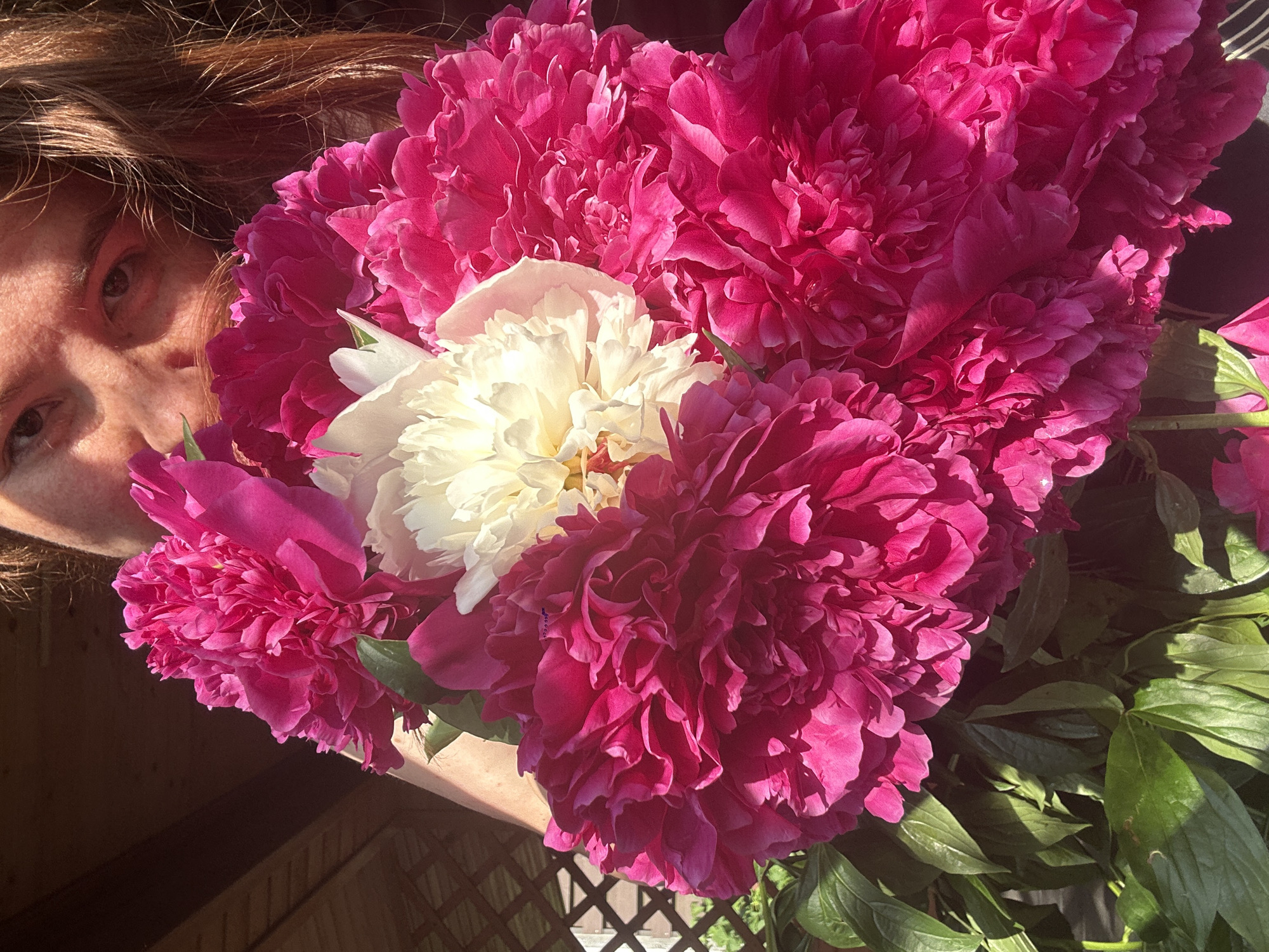 A person is holding a bouquet of bright pink and white peonies in front of their face, partially obscuring their features. Sunlight illuminates the flowers and casts shadows. The background shows a wooden structure with a lattice pattern, possibly a fence or porch railing. Green leaves of the peonies are visible at the bottom of the frame. The scene appears to be outdoors, with dappled sunlight suggesting a sunny day. There is no discernible information in the image that would allow for a specific location within Nizhny Novgorod, Russia to be identified.