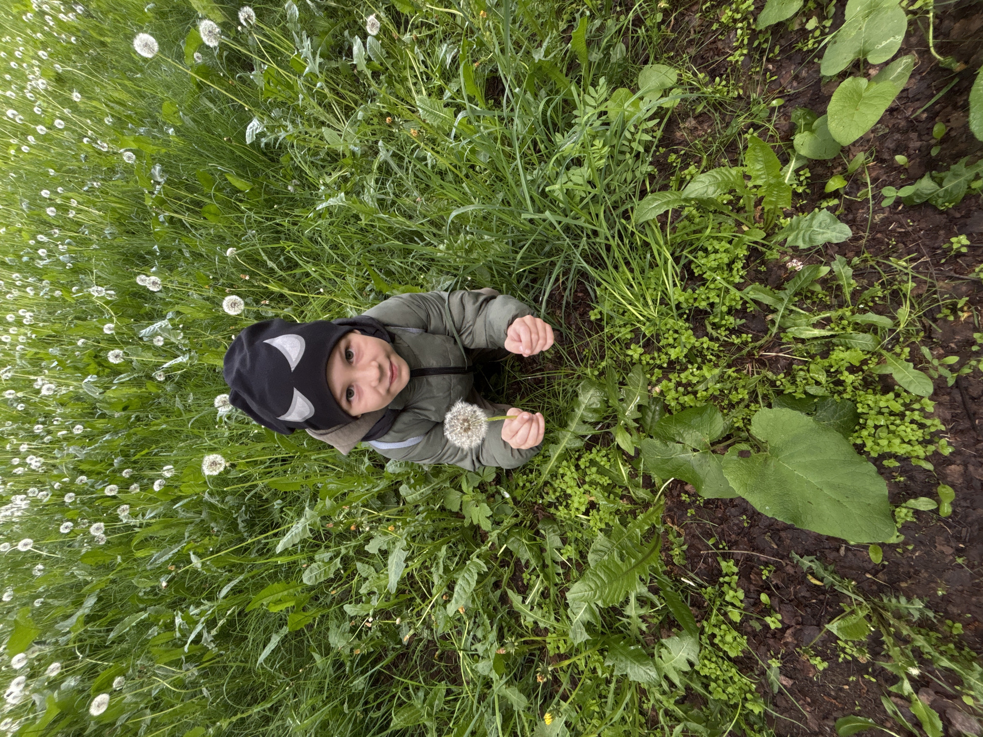 A high-angle, full-shot photograph captures a young child standing in a grassy area. The child is wearing a green jacket and a black hat with a light-colored brim. The child is holding a dandelion in their right hand. The surrounding area consists of grass, dandelions, and other green vegetation. The ground is also visible, with patches of bare earth. There is no clear indication of the location being in the city of Yaroslavl, Russia.