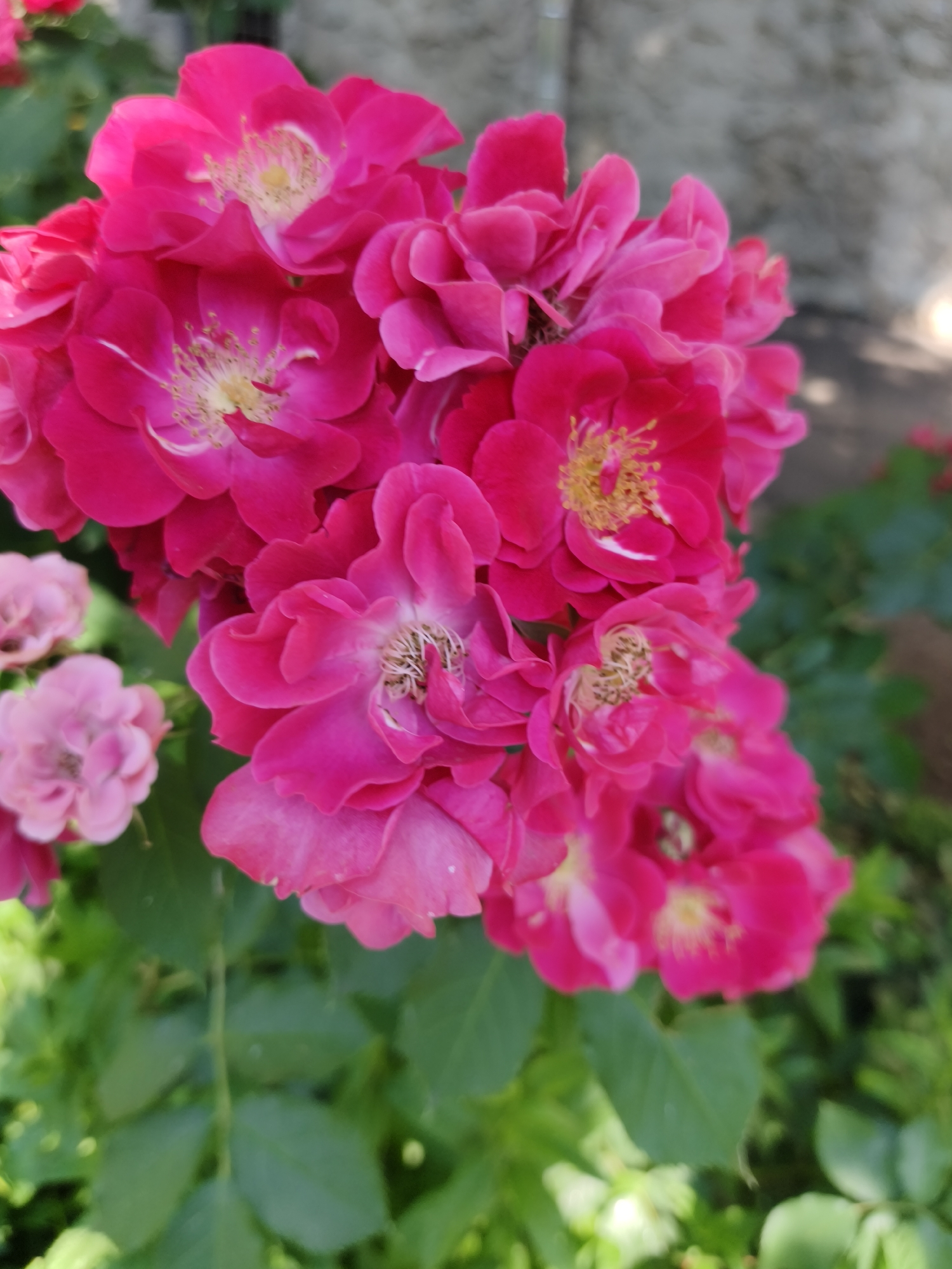 A close-up, vertical shot captures a cluster of vibrant pink roses in bloom. The roses are the primary focus, with their delicate petals unfurling to reveal yellow stamens. Some roses are fully open, while others are still budding. The background is softly blurred, showing glimpses of green foliage and a textured, light-colored wall, possibly a building exterior. The overall impression is one of natural beauty and vibrant color. No specific location in Kryvyi Rih, Ukraine is identifiable from the image.