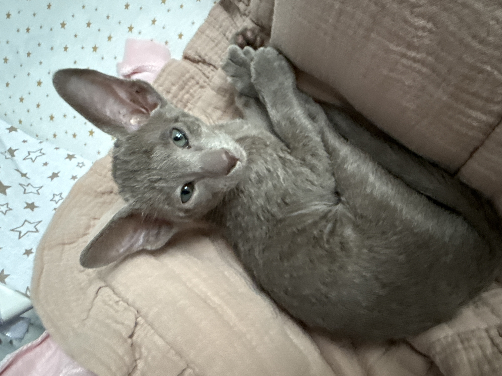 A gray cat with large ears lies curled up on a textured pink blanket. The cat's eyes are open and looking towards the viewer. The background is a white fabric with small gold stars. The lighting is soft and appears to be from an artificial source. The overall impression is of a domestic setting. There is no discernible information about Moscow, Russia, within the image.