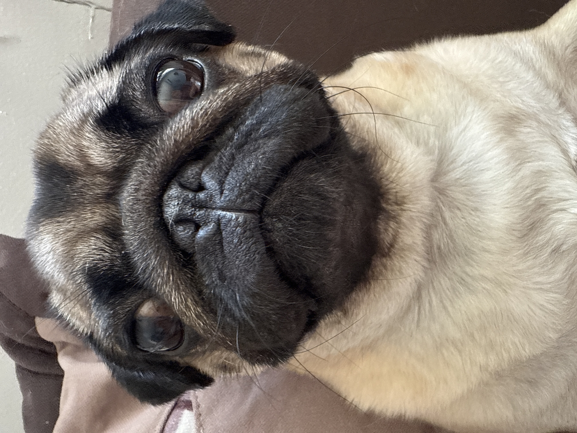 A pug dog is looking directly at the camera. The pug has fawn-colored fur with black markings on its face and ears. Its eyes are large and dark, and its snout is short and wrinkled. The dog is sitting on a brown couch. The background is blurred and appears to be a room in a home.