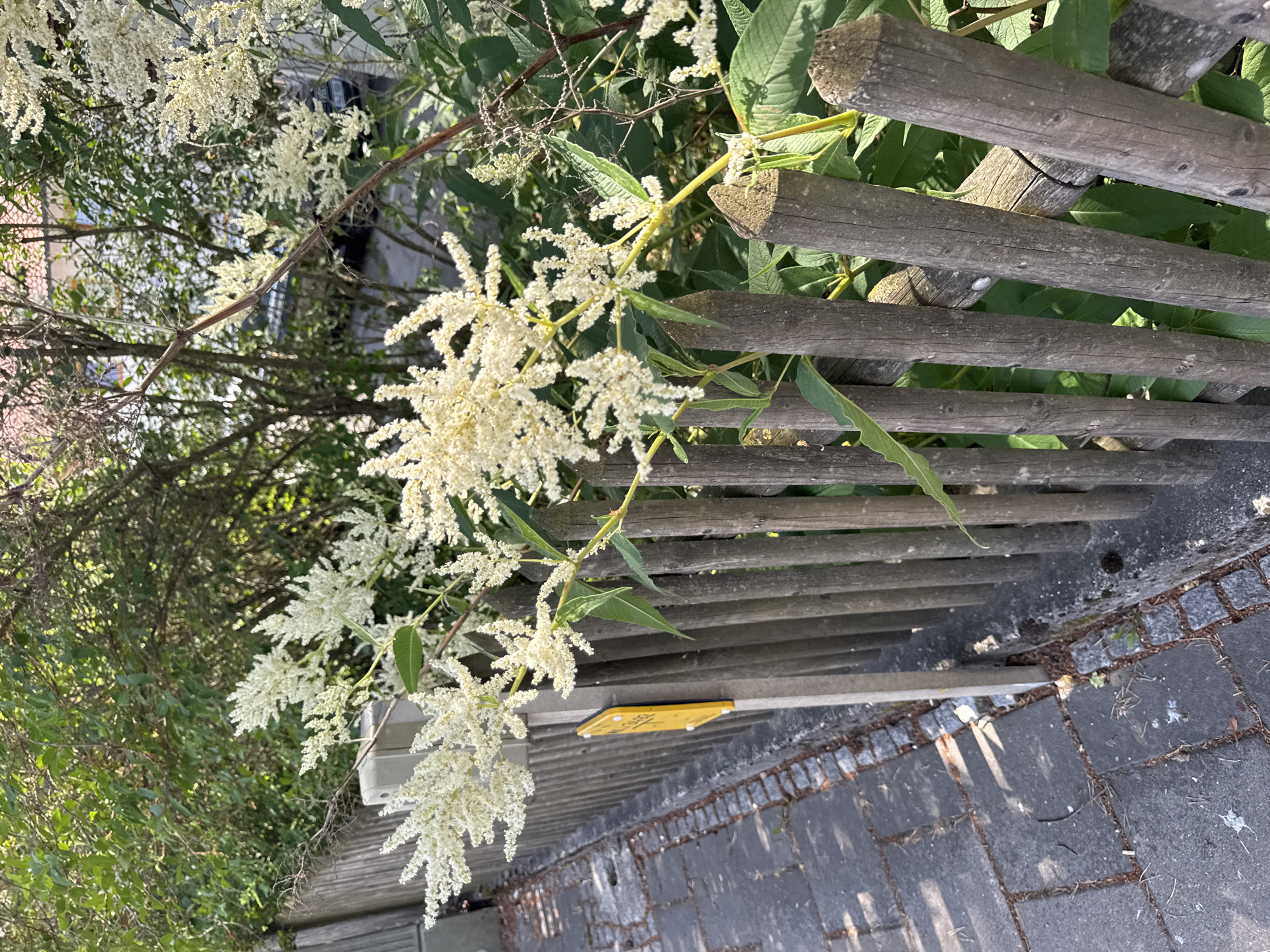 A sunlit outdoor scene features a cluster of delicate white flowers, possibly from a Japanese knotweed plant, cascading over a rustic wooden fence made of rough-hewn logs. The fence is constructed with horizontal logs supported by vertical posts, showing signs of weathering and age. Behind the fence, lush green foliage creates a dense background, with hints of other trees and buildings visible through the branches. The foreground consists of a grey paved walkway, possibly stone or brick, with scattered debris like twigs and leaves. A small, yellow rectangular sign with some illegible text is positioned beneath the fence, attached to a grey, flat surface. The lighting suggests it is daytime, with dappled sunlight filtering through the leaves, creating shadows and highlights. The scene appears to be in a garden or along a pathway in a residential area. There is no visible activity or people. The overall impression is one of a natural, slightly overgrown setting. The location is identified as Höhenkirchen-Siegertsbrunn, Germany.