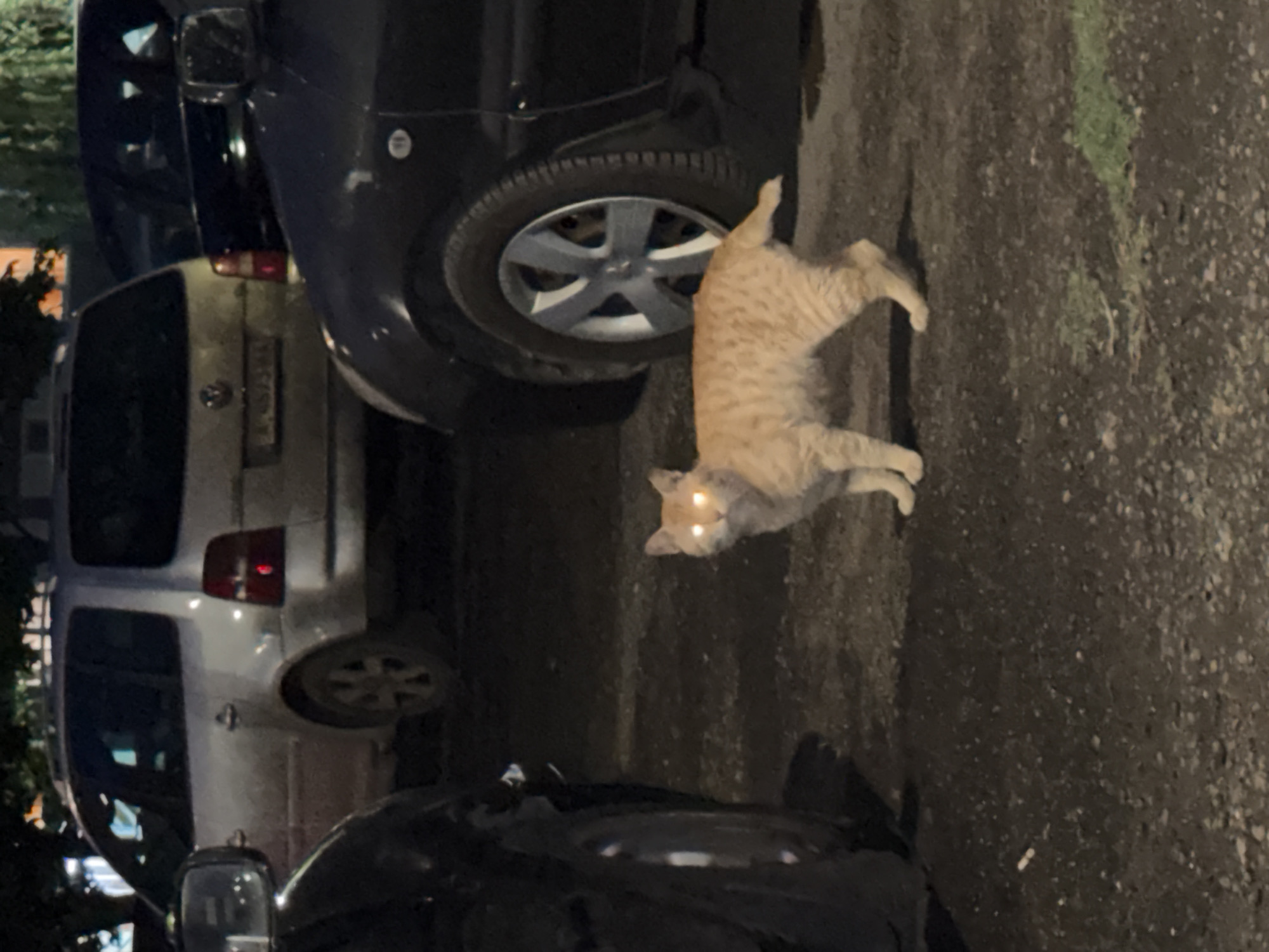 A ginger tabby cat stands facing the camera, its eyes reflecting light, on an asphalt surface near parked cars. The location is possibly a parking area within the city of Burgas, Bulgaria. The scene is illuminated by streetlights or vehicle headlights. Two cars, a dark-colored vehicle and a light-colored van, are partially visible.