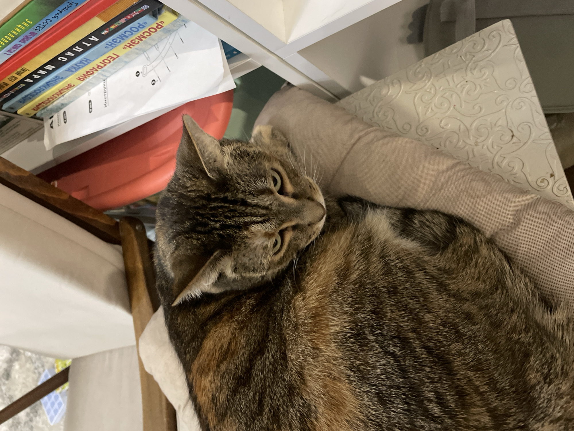 The image shows a domestic cat sleeping on a cushioned surface next to a white shelf filled with books and papers. The cat is a tabby with brown, black, and orange fur. The books on the shelf are colorful and appear to be in Russian, with titles such as "Атлас Мира" (Atlas of the World) and "Русский язык" (Russian Language). A white paper with diagrams and text in Russian, including the word "ИНСТРУКЦИЯ" (Instructions), is also visible on the shelf. The background includes a wooden chair with a white cushion and a grey carpet. The lighting suggests an indoor environment, possibly a living room or study. There is no information in the image that allows for the determination of its location within Almaty, Kazakhstan.