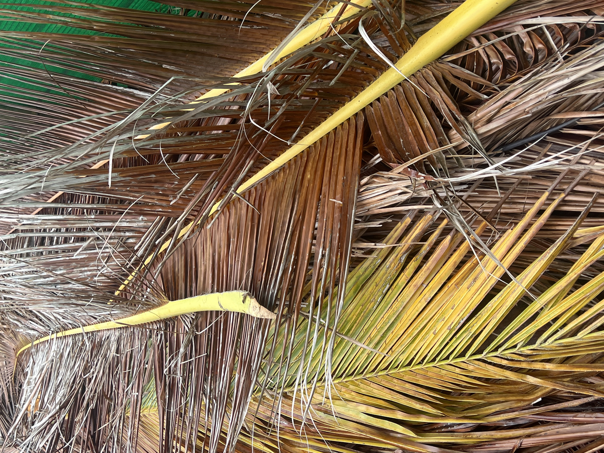 This image depicts a close-up view of dead or dying palm leaves. The leaves are primarily brown and yellow, with some green visible in the background. The stems of the leaves are visible in yellow. The location is Nha Trang Ward, Vietnam. No people or interactions are evident. The environment consists solely of vegetation.