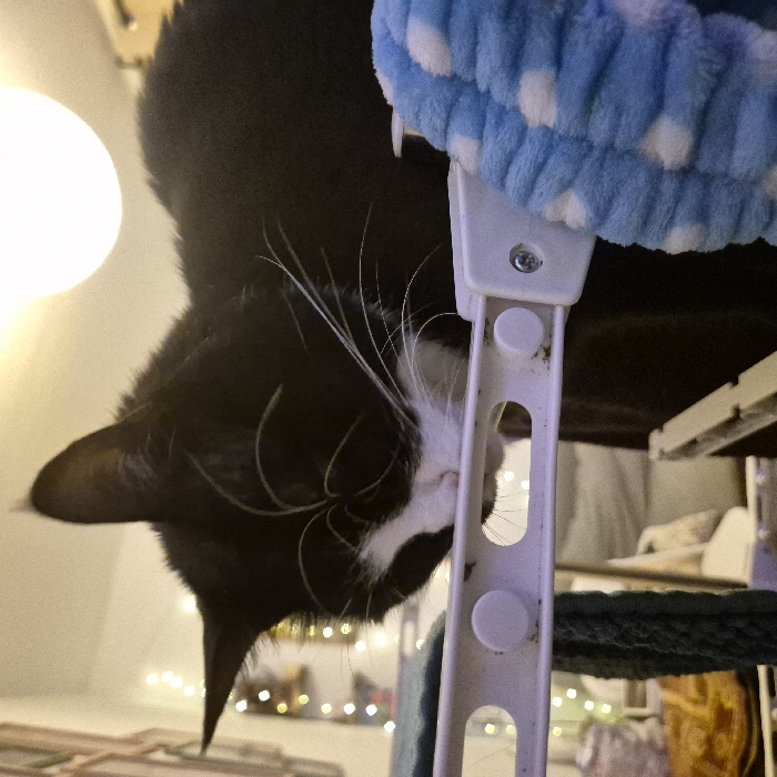 A black and white cat is upside down, with its head hanging towards the bottom of the frame. The cat has a white patch on its face and long white whiskers. A white, plastic cat tree structure is next to the cat's face. The structure has a blue, fuzzy cushion with white polka dots on top. Fairy lights are blurred in the background.