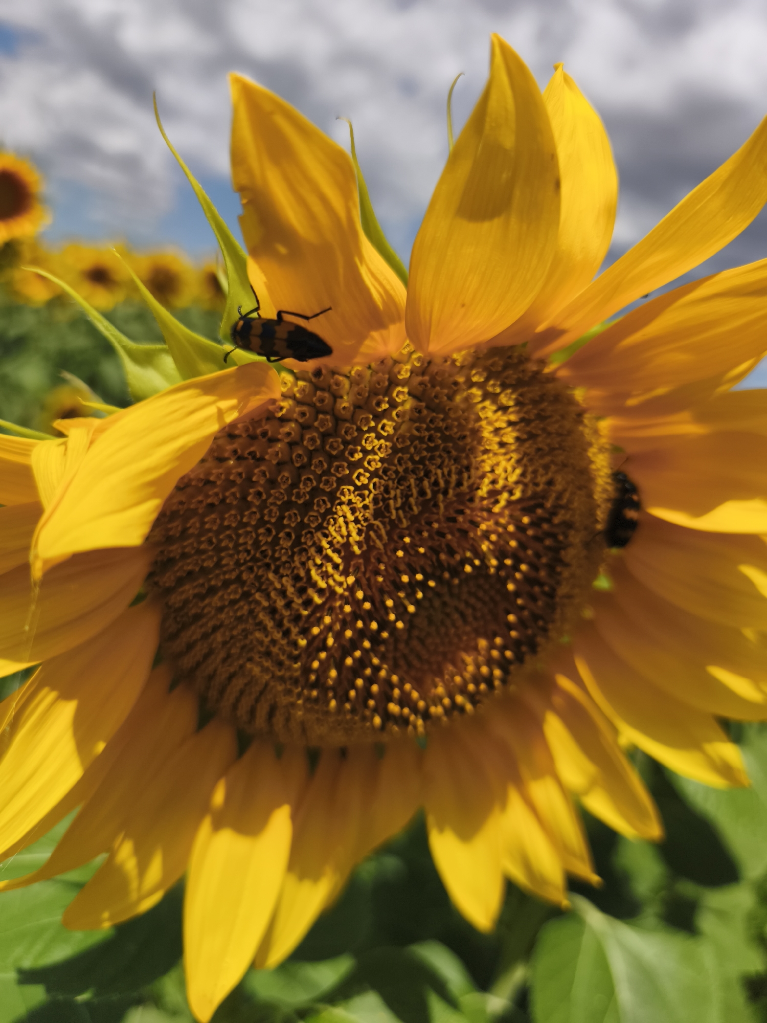 This is a close-up photograph of a sunflower in Duvanlii, Bulgaria. The sunflower is in full bloom, with bright yellow petals and a dark brown center filled with seeds. Two insects, appearing to be beetles, are visible on the sunflower. One beetle is on a petal, and the other is on the seed head. The background is blurred, showing more sunflowers and a blue sky with white clouds, suggesting a sunny day in a sunflower field. The image captures a moment of natural interaction between insects and a flower in an outdoor environment.