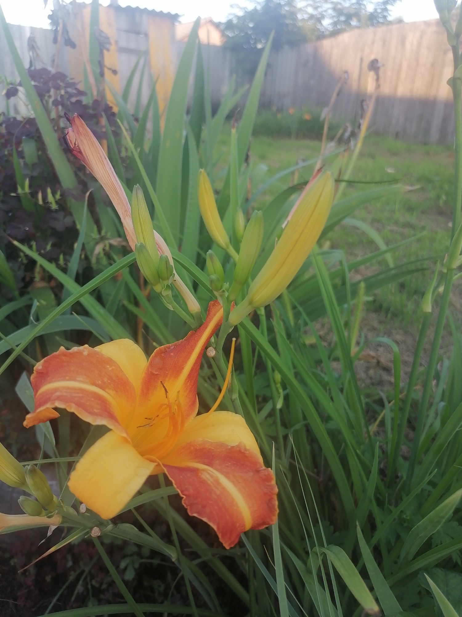 An orange and yellow daylily flower is in the foreground of this outdoor medium shot. The flower is open and its petals are tinged with red. Behind the flower, several unopened daylily buds are visible, some are pinkish-red and others are yellow. The daylily stalks and long green leaves form a dense background, obscuring much of the scene. In the far background, a wooden fence runs horizontally across the image. The ground appears to be covered in grass and some dark foliage. The overall lighting suggests it is daytime, possibly late afternoon, with sunlight casting shadows and highlighting the flower. The image appears to be taken in a residential garden or park area, typical of Novopokrovka, Russia, during the warmer months when daylilies are in bloom.