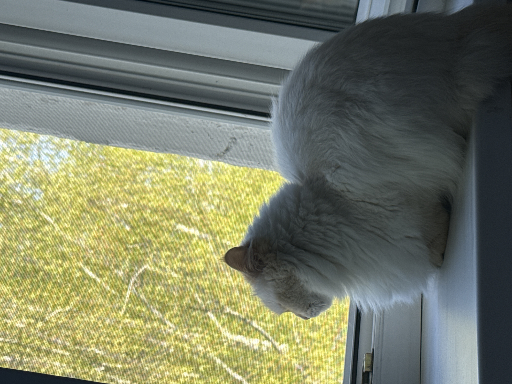 A white cat sits on a window sill, looking out through the window. Beyond the window is foliage. The location is Chaikovsky, Russia.