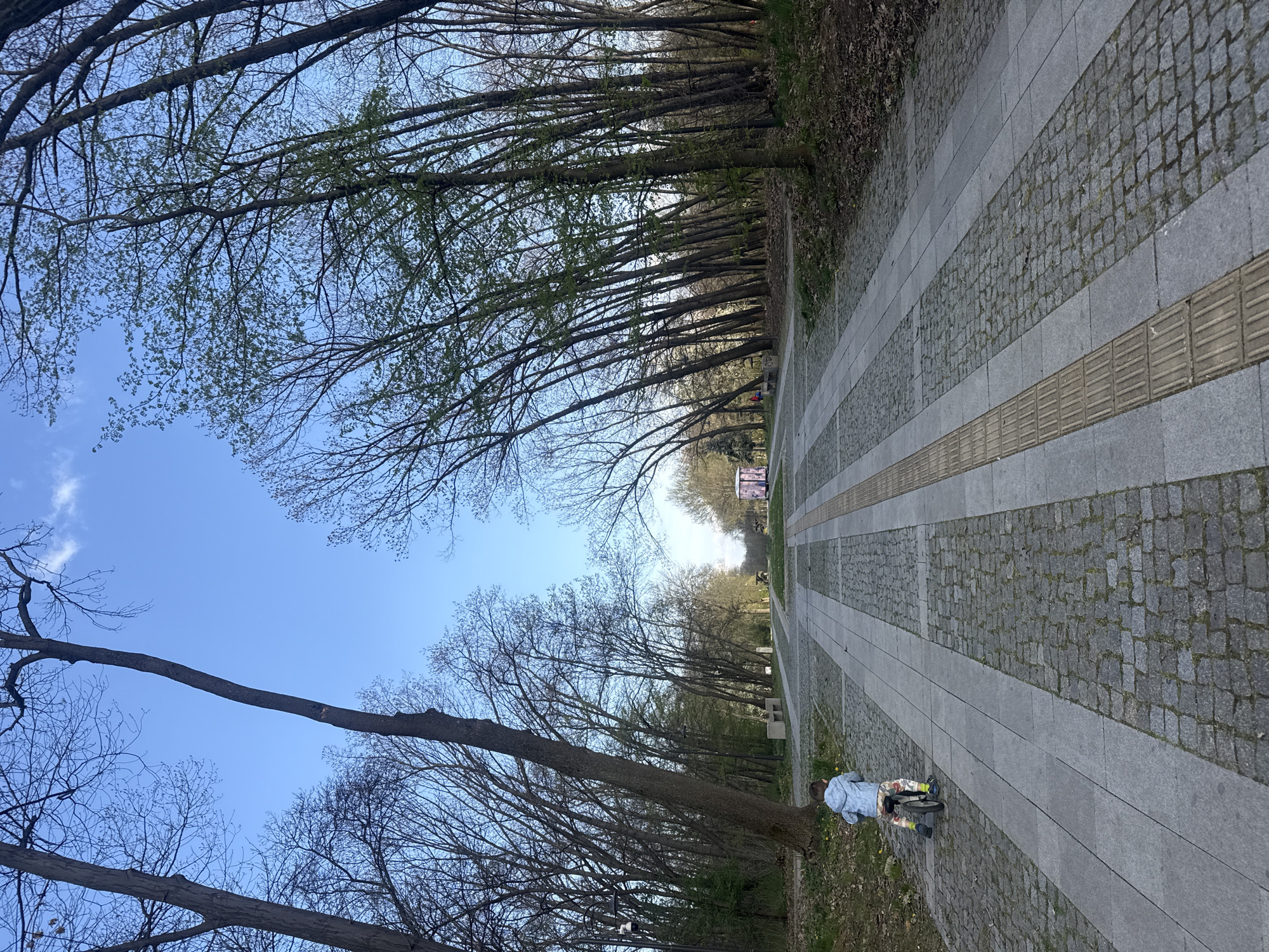 A medium shot captures a park path in Sofia, Bulgaria, with the image rotated ninety degrees counter-clockwise. The path is paved with gray cobblestone and wide, smooth gray slabs, with a central strip of textured yellow pavement intended as a tactile guide for visually impaired individuals. A child, seen from the rear, sits on a small bicycle on the right side of the path. Tall, bare trees line both sides of the path, with some displaying new spring foliage. The trees form a canopy overhead, partially obscuring the clear blue sky. At the path's end, in the distance, is a structure or monument. The lighting is bright, suggesting a sunny day.