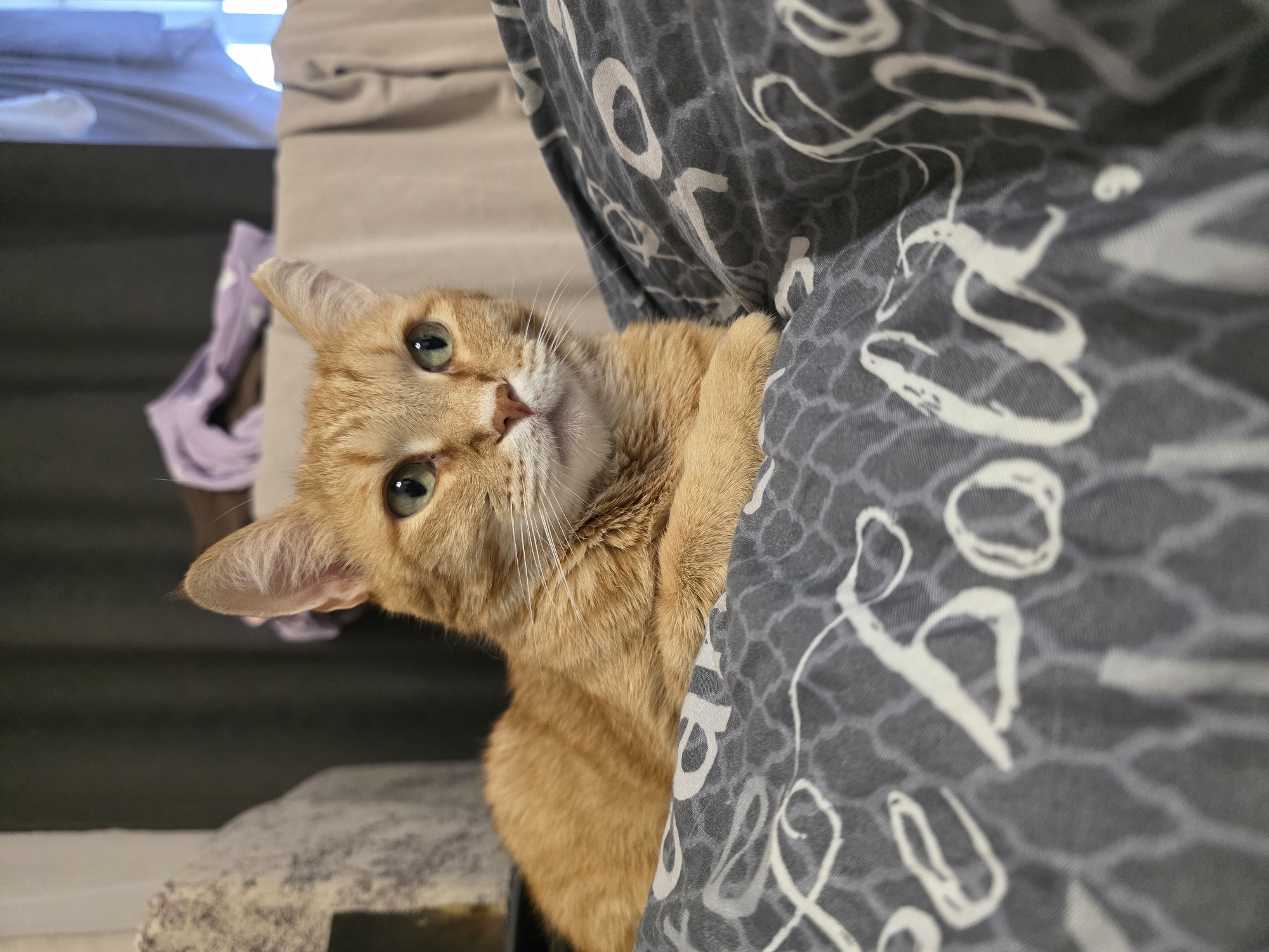 An orange cat with green eyes is looking at the camera. The cat is partially obscured by a patterned gray fabric. The background includes a beige couch and a glimpse of an outside window. The location is not discernible from the image.