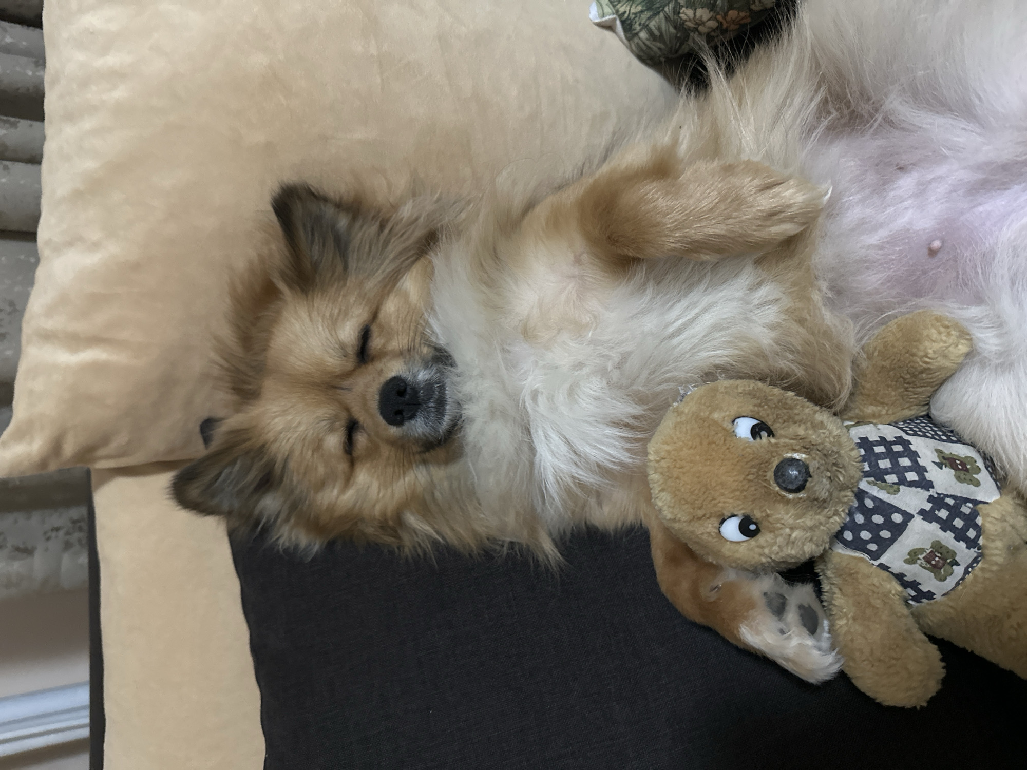 A medium-sized, tan-colored dog is lying on its back with its paws curled upwards. The dog is asleep with its eyes closed. A stuffed bear toy with a patterned vest is resting against the dog's belly. The dog and toy are situated on a two-toned cushion, with one side beige and the other dark gray. A beige pillow is visible behind the dog's head. The location is not specified in the image.