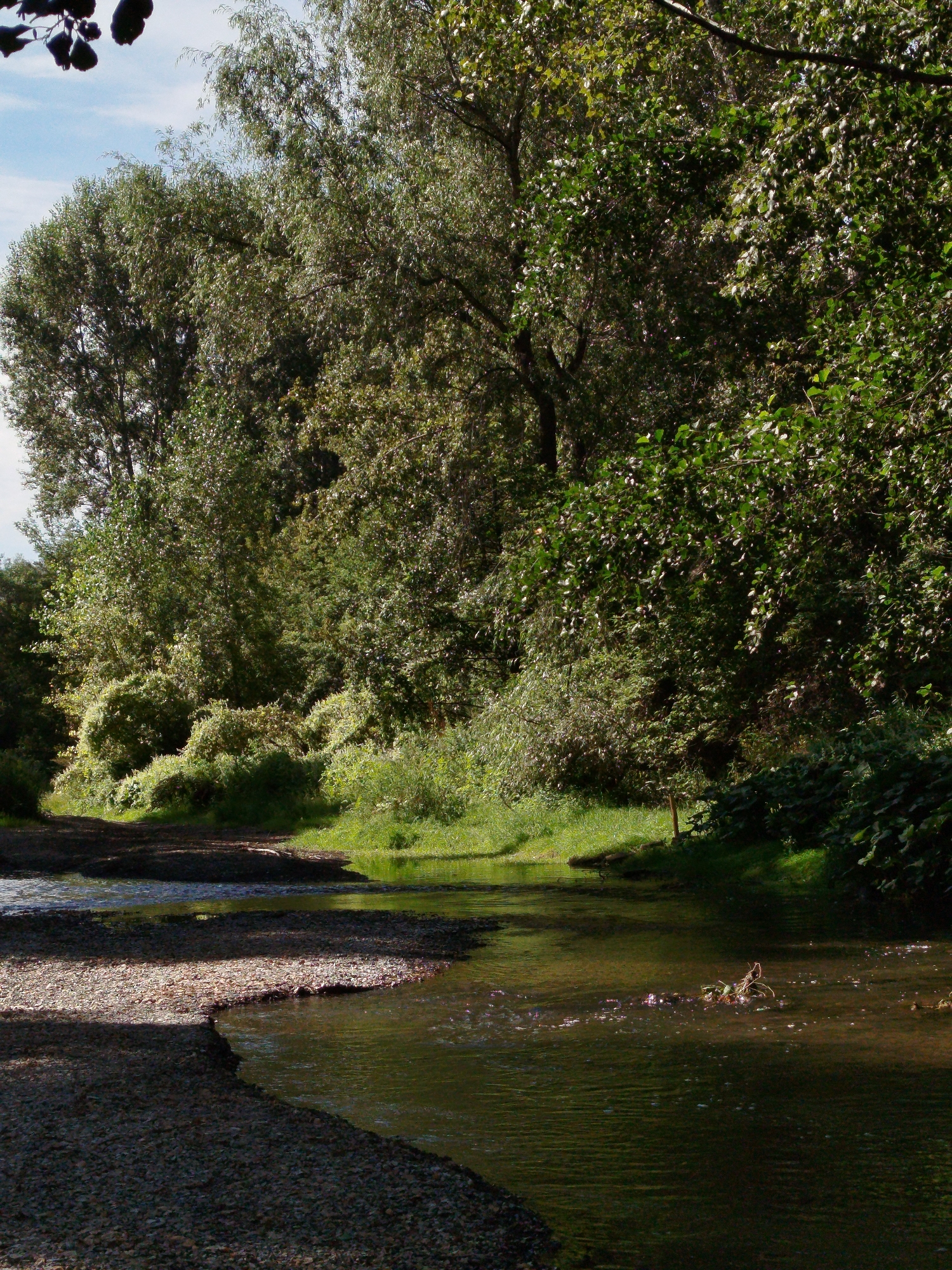 A low-angle, vertical, medium shot captures a sun-dappled, wooded riverbank with a shallow, flowing creek in the foreground. The creek has a gravelly bed and is bordered by a pebble-strewn bank on the left, which transitions to lush green grass and dense foliage on the right. The water reflects the surrounding greenery and the blue sky. A small cluster of twigs and vegetation emerges from the water in the mid-right of the frame. The background is dominated by a thick canopy of mature deciduous trees, their leaves illuminated by sunlight, creating a dappled effect. The overall impression is one of a serene, natural environment, likely in a park or wilderness area.