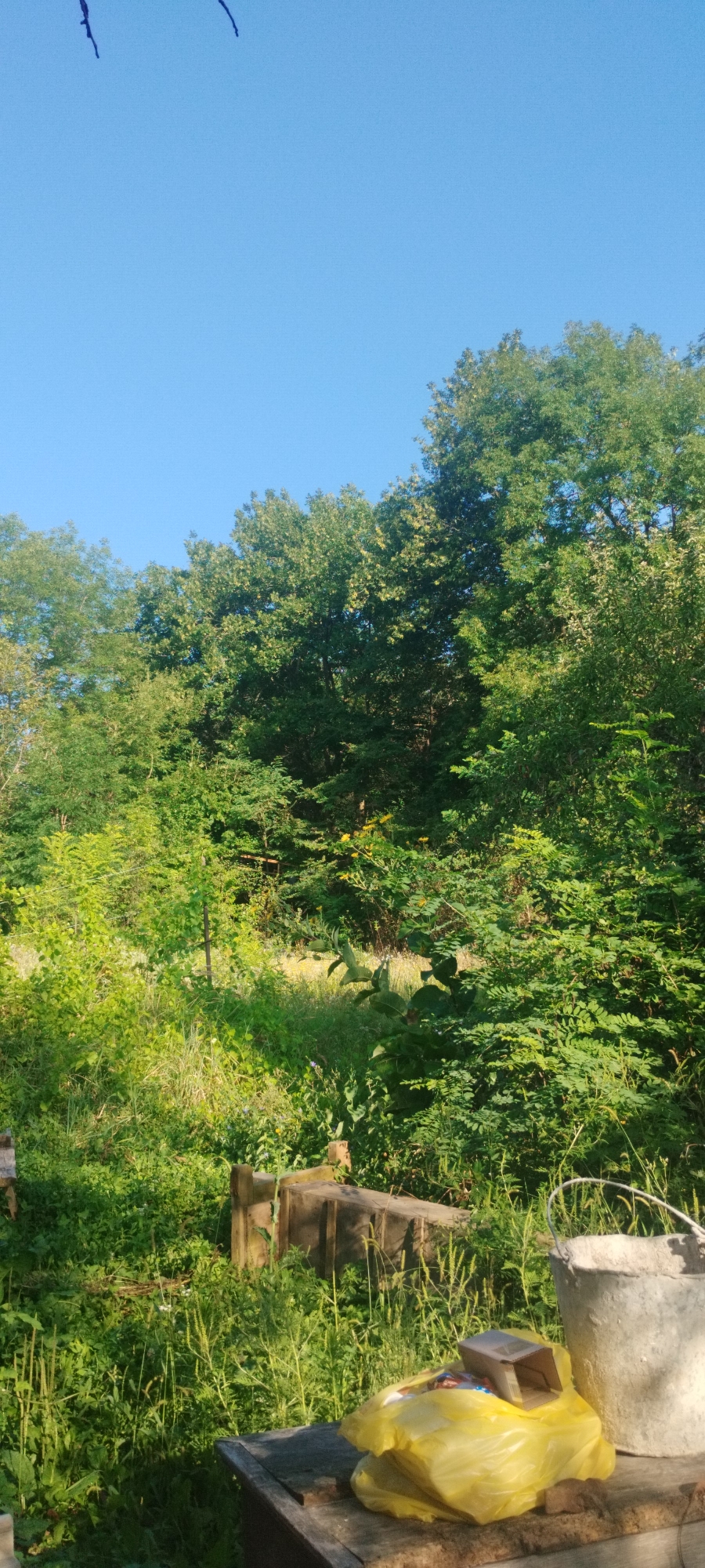 In an outdoor scene bathed in daylight, a clear blue sky dominates the upper portion of the image. Below the sky, a dense canopy of lush green trees forms a vibrant backdrop. The foreground reveals a natural, overgrown environment with various plants and grasses. Partially visible in the lower foreground are wooden structures, possibly part of a beehive or garden furniture. A white bucket stands to the right, and a bright yellow plastic bag, containing a small cardboard box, rests on a wooden surface in front of it. The overall impression is of a rustic, natural setting, likely in a rural or semi-rural area, given the presence of beekeeping equipment and abundant vegetation. The geographical context of Yaroslavskaya, Russia, suggests this scene could be a farm, garden, or a natural area near a settlement.