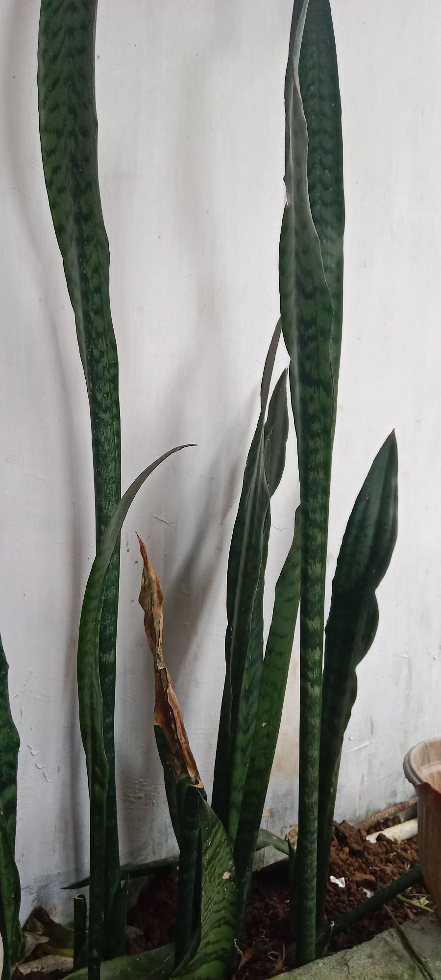 A vertical, medium shot captures a cluster of snake plants (Sansevieria trifasciata) standing against a white, textured wall. The plants are predominantly dark green with lighter green horizontal banding. Some leaves are tall and erect, while others curve outwards. Notably, one leaf in the foreground is dry and brown, indicating decay. The plants are rooted in dark soil, with some fallen leaves and debris visible around their base. The environment appears to be outdoors, possibly in a courtyard or garden area, given the presence of the wall and the soil. The image was taken in Krinjing, Indonesia. There are no people or animals present in the frame.