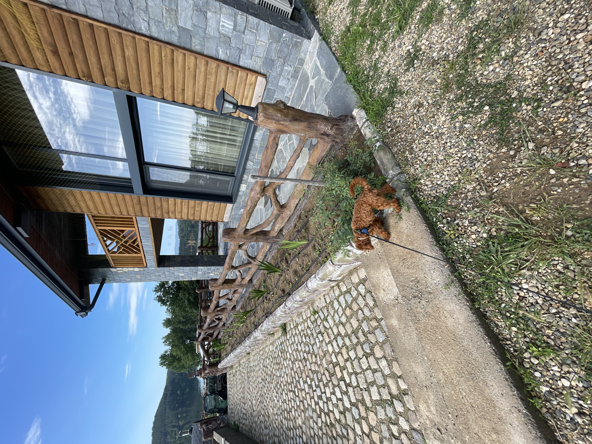 The image captures an exterior view of a modern-rustic building situated in Koprinka, Bulgaria, near a large body of water. The two-story structure features a lower section clad in irregular grey stone blocks, transitioning to horizontal light brown wooden log siding on the upper facade and around large dark-framed windows. The upper windows reflect a blue sky with scattered white clouds, while the lower window shows white curtains inside. A wooden balcony with a patterned railing is visible on the left side of the building's upper level. A dark rain gutter runs along the roofline.
In the foreground, a cobblestone path, composed of irregular multi-toned stones, leads downhill towards the left. Adjacent to the path is a raised garden bed with a low stone/concrete retaining wall. Small, green, spiky plants are sparsely arranged in rows within the bare soil of this bed. A rustic wooden fence, constructed from gnarled, branch-like posts and horizontal segments, parallels the garden bed and the building.
A small, reddish-brown curly-haired dog, wearing a light-colored harness and attached to a dark leash held by an unseen handler, is positioned on the gravel and sparse grass area to the right of a concrete curb. The dog's head is lowered towards the ground, suggesting it is sniffing. A black outdoor lantern on a wooden post is fixed within the rustic fence line near the building's stone foundation. To the far right, a section of an outdoor air conditioning unit is partially visible against the building's stone wall.
Beyond the path and fence on the left, a tranquil body of water is visible, with distant green, tree-covered hills and mountains rising on the opposite shore under a clear blue sky. The overall scene is brightly lit by natural sunlight, indicating a clear day.